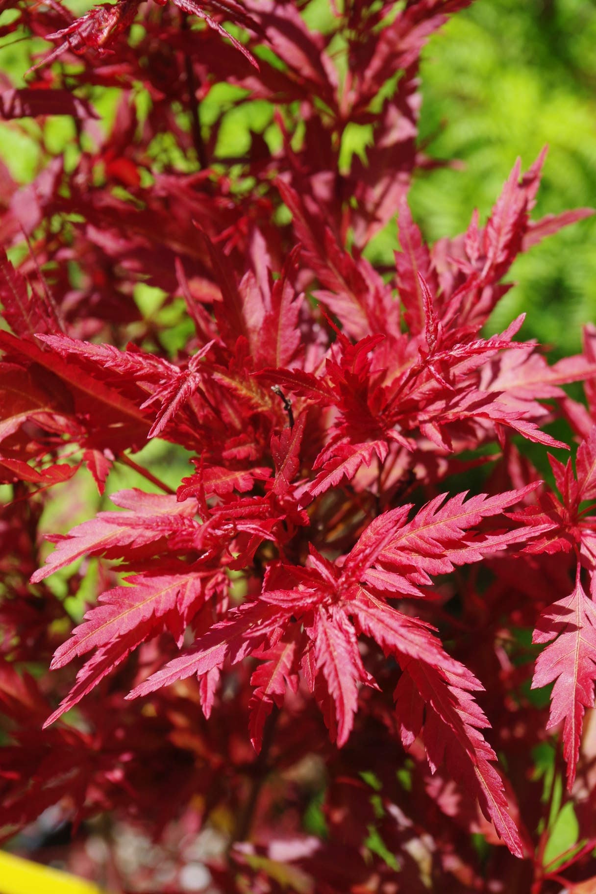 Mendocino Maples Favorites best Japanese maple cultivars - Mendocino Maples Nursery