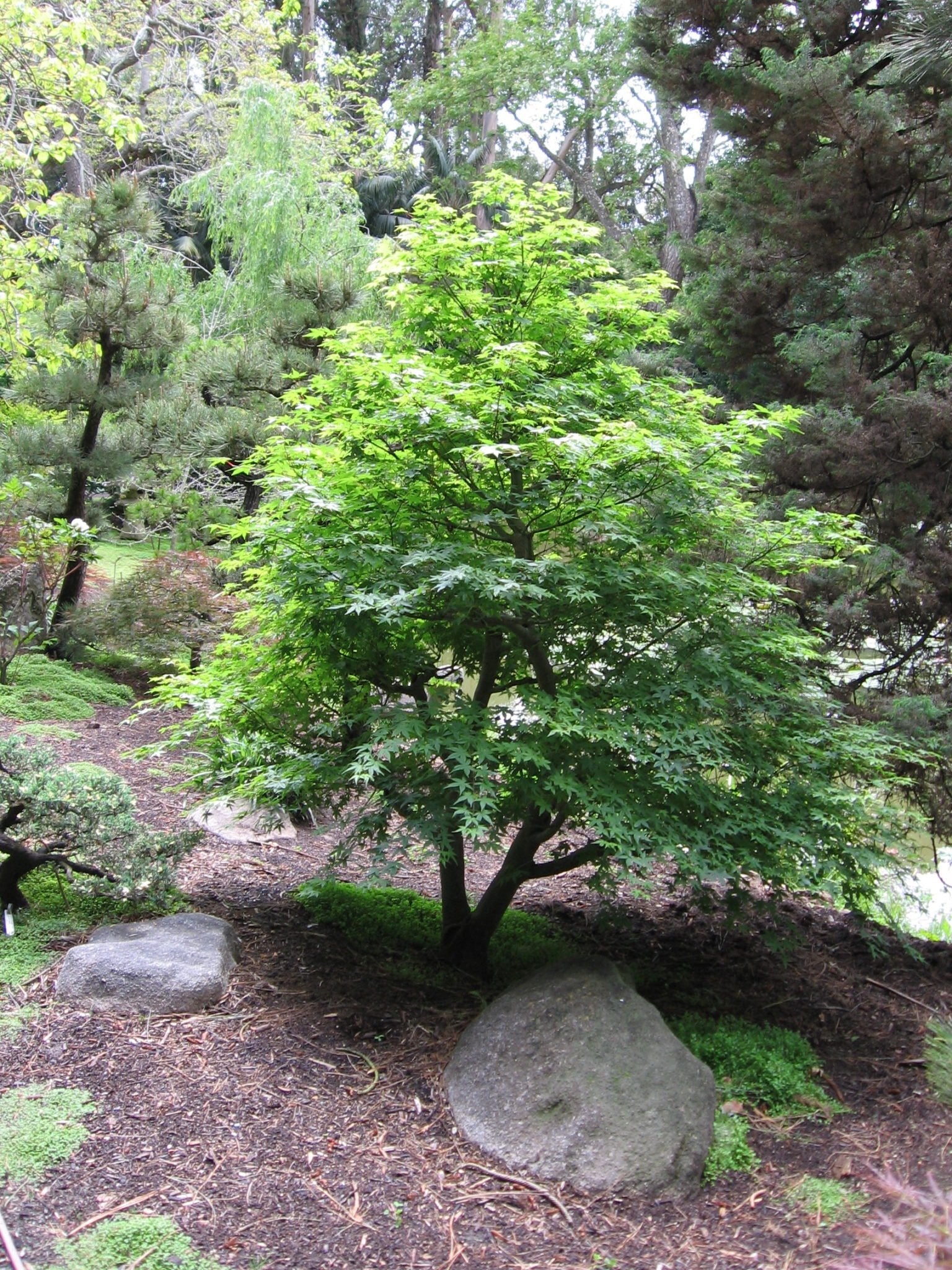 Japanese Maples for Bonsai pre-trained Acer palmatum starter trees - Mendocino Maples Nursery