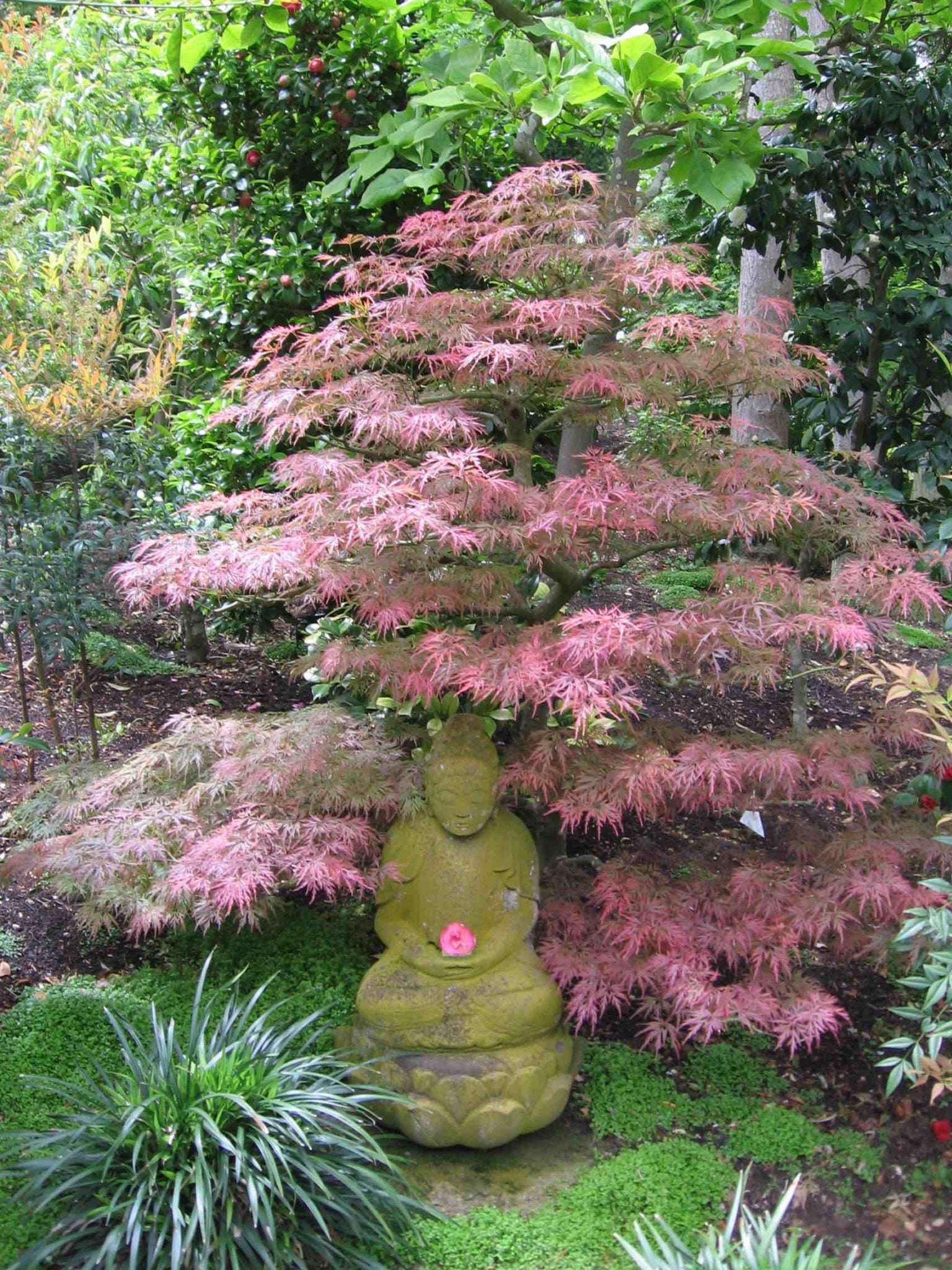 Lace leaf weeping Japanese maple cascading form — Mendocino Maples Nursery