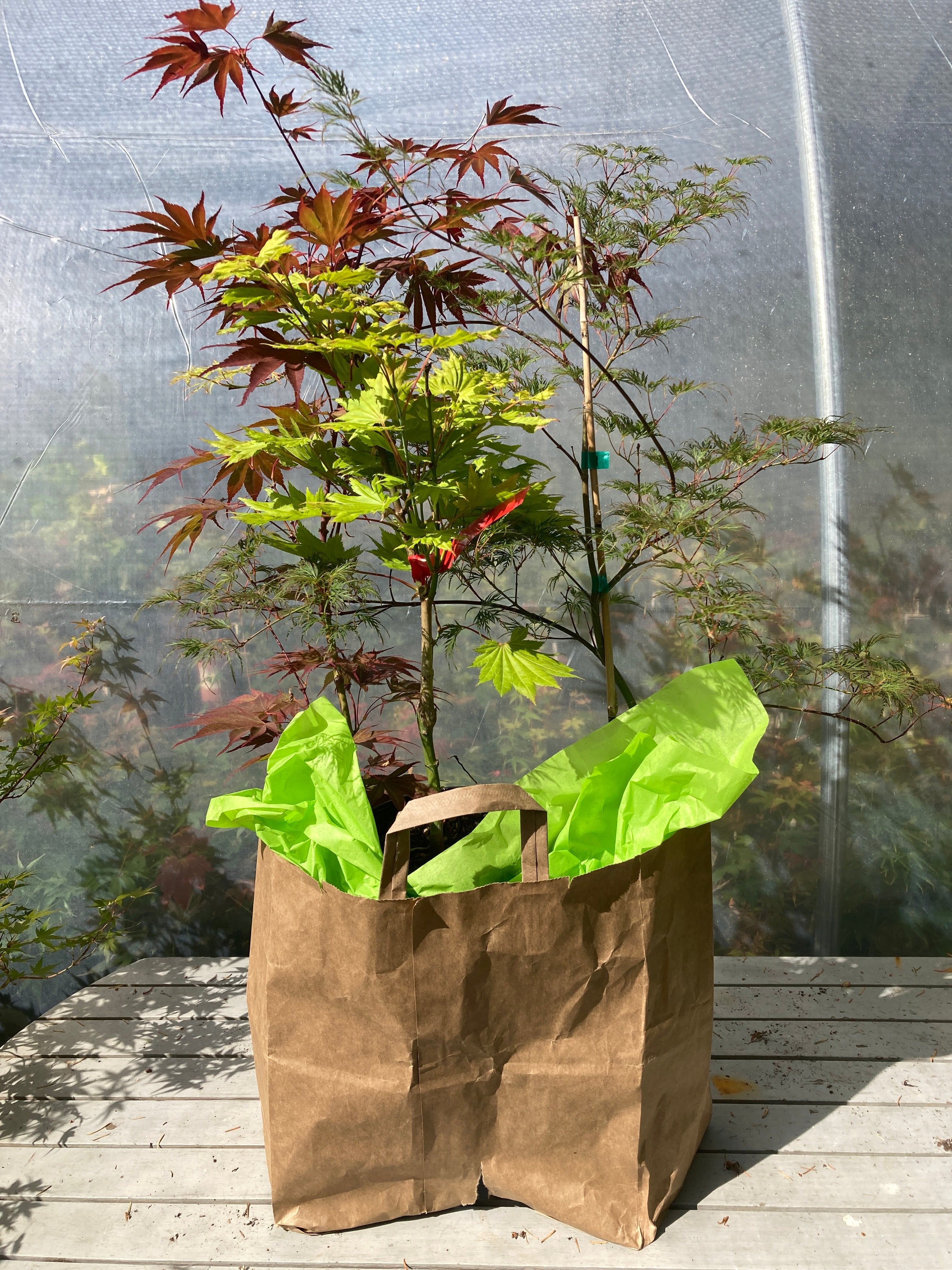 Here is your chance for some GREAT Maple BARGAINS! These offers are for an exciting mixture of Japanese maples including Lace Leafs, Dwarfs, Variegates, and more!