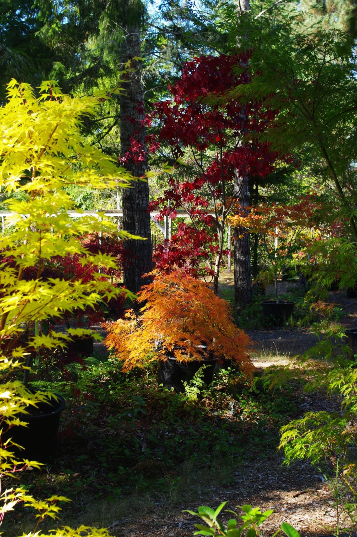 Easy to grow Japanese maple trees for all climates — Mendocino Maples Nursery - Coral Bark maple
