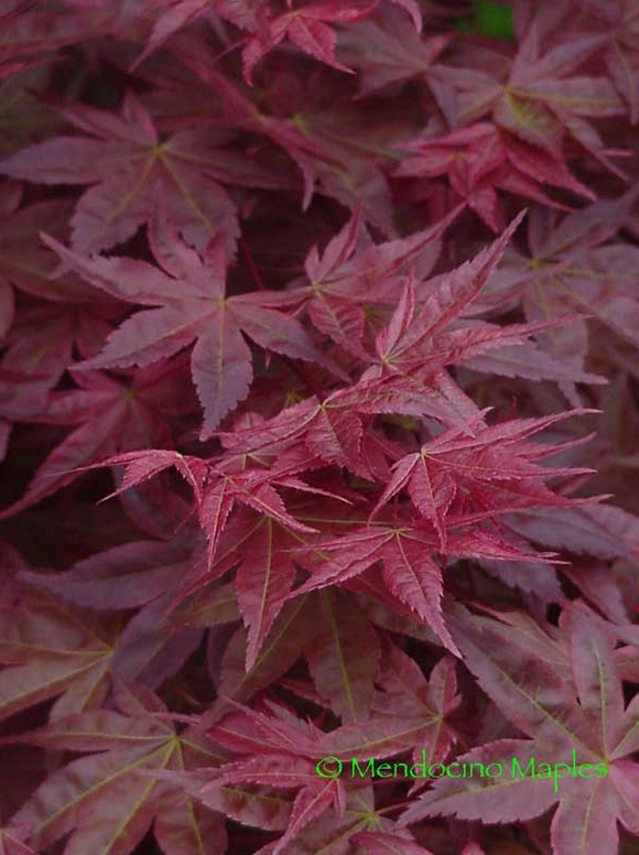 Favorites - Most Popular Maples