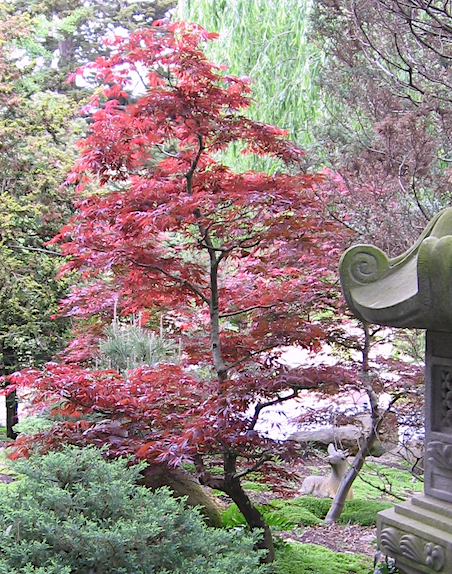 Featured Dwarf Japanese Maples