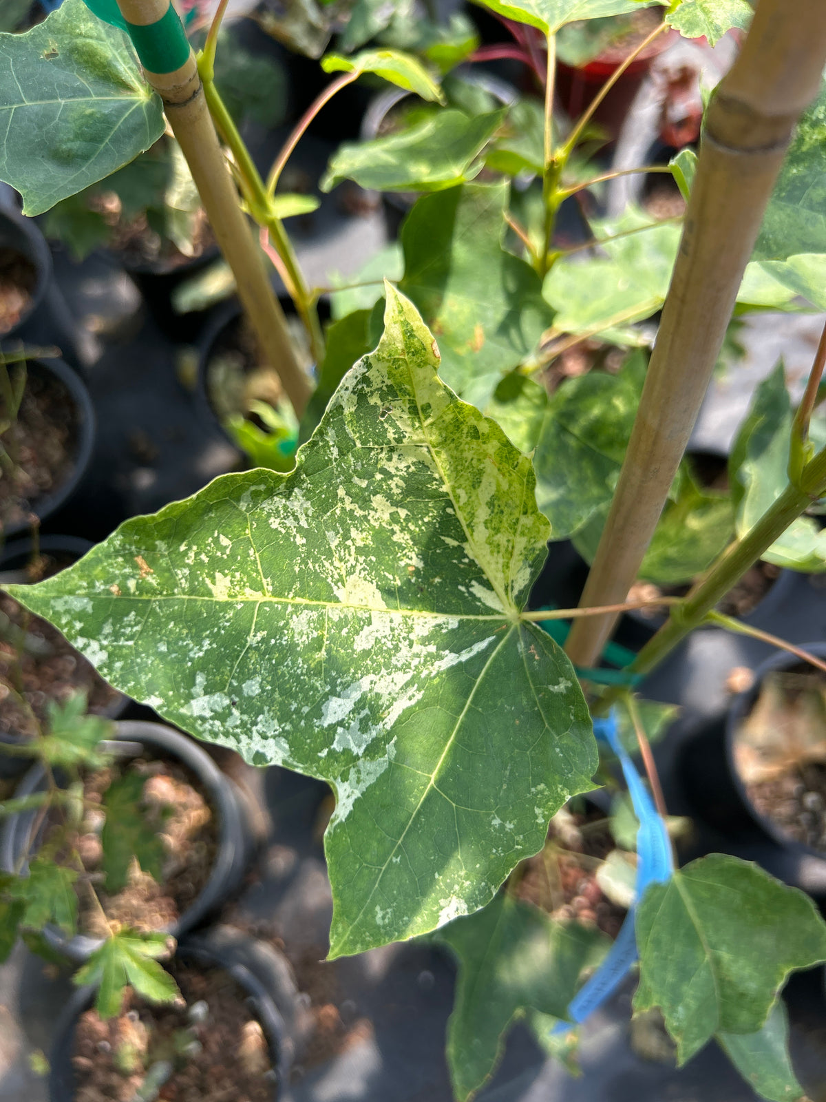 A close-up of Acer pictum (mono) Kamisaka nishiki maple leaf with variegated white patches on the main leaf.
