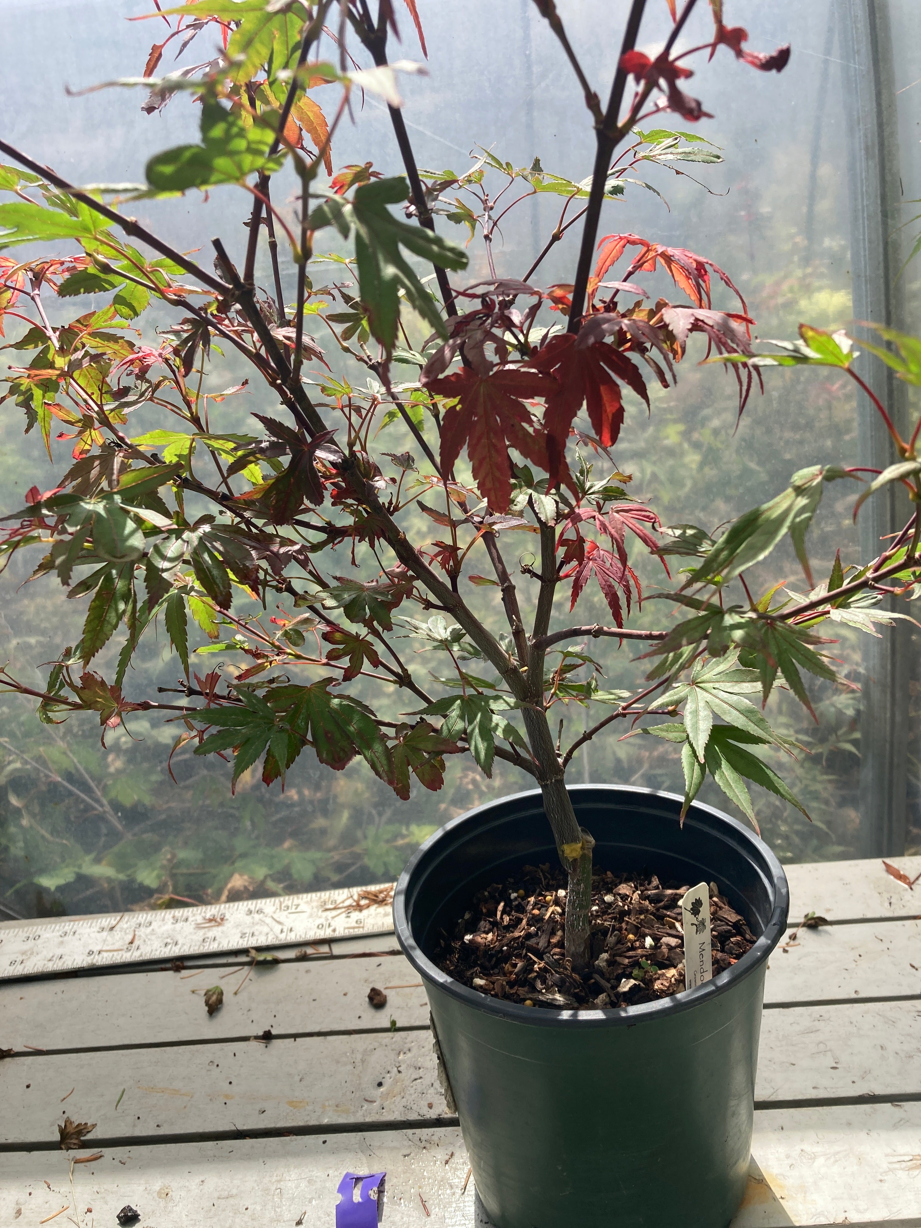 Brandt's Dwarf Pre Bonsai 3 yr (#007)