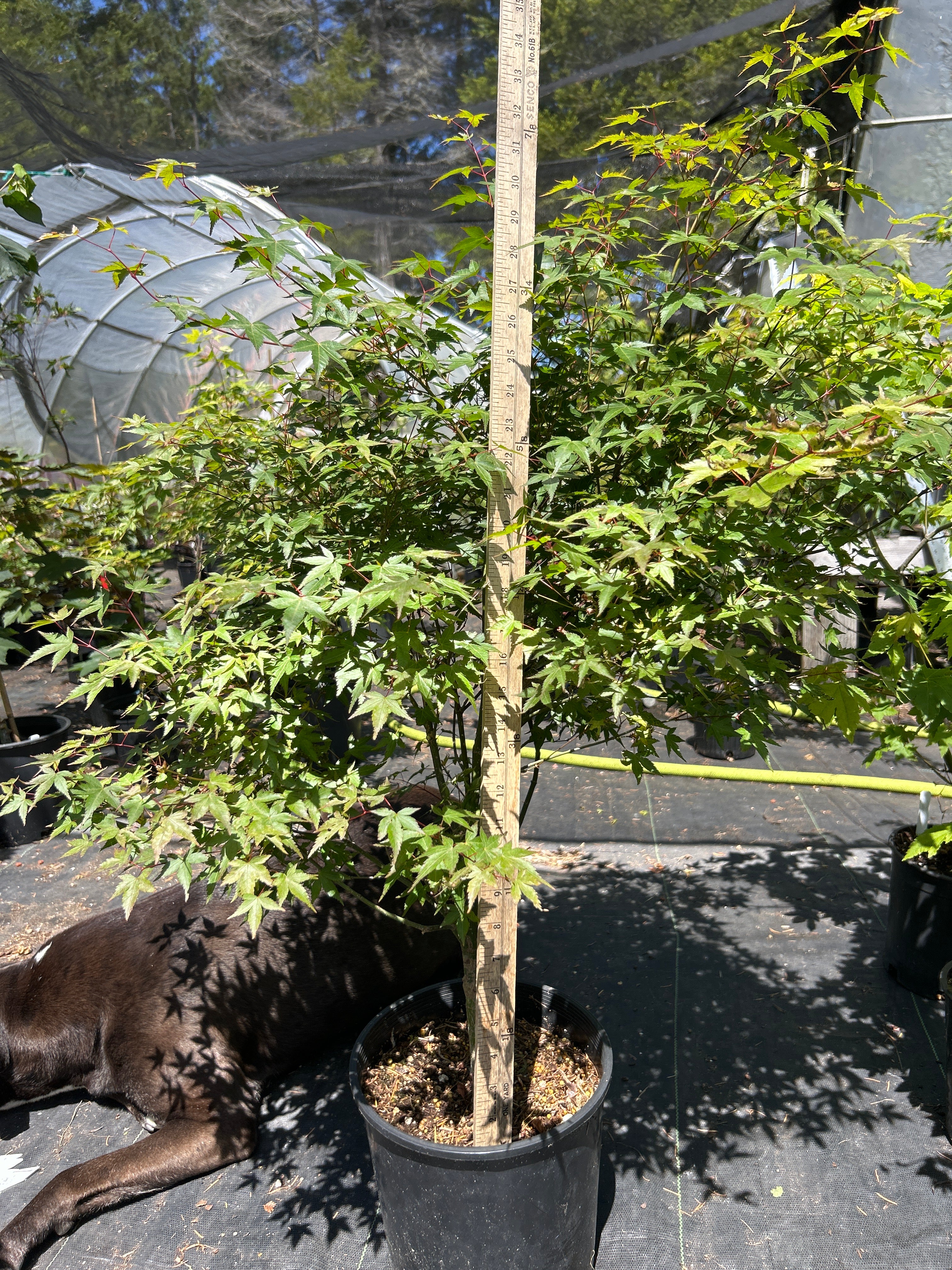 Murasaki Kiyhome Pre Bonsai 5-6 yr (#59)
