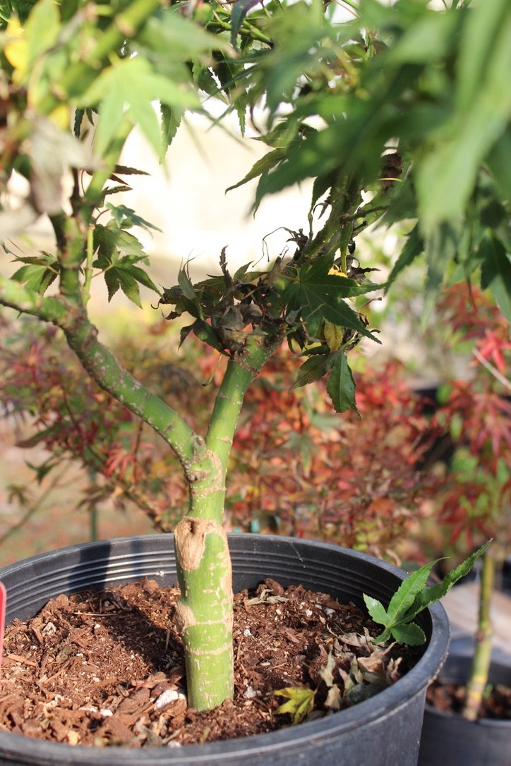 Mikawa Yatsubusa 4-5 Yr Pre Bonsai (#621)