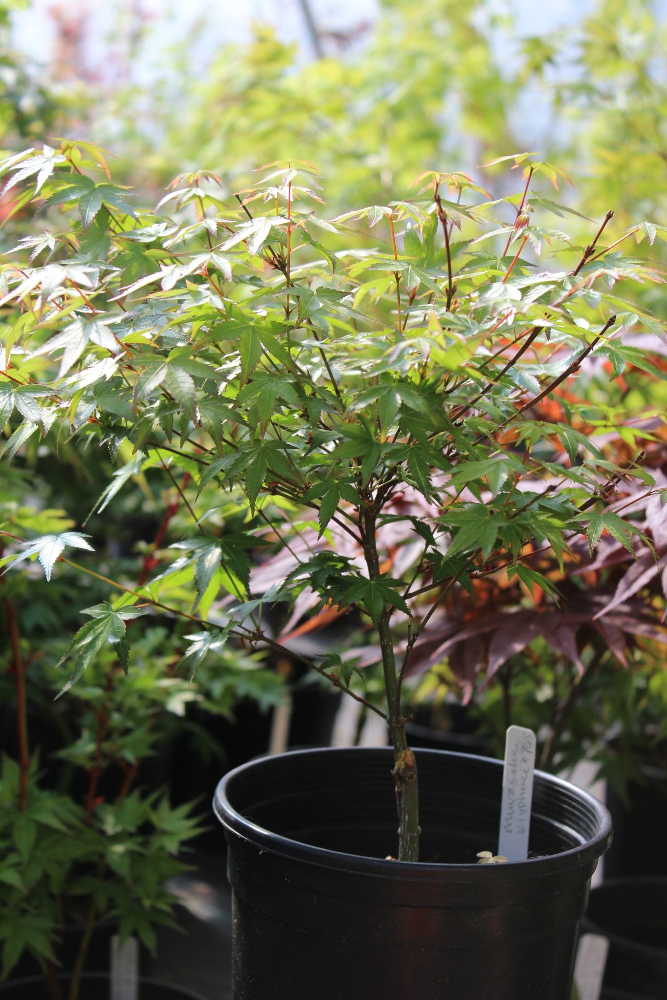 Murasaki Kiyhome Pre Bonsai 1-2 yr (#765)
