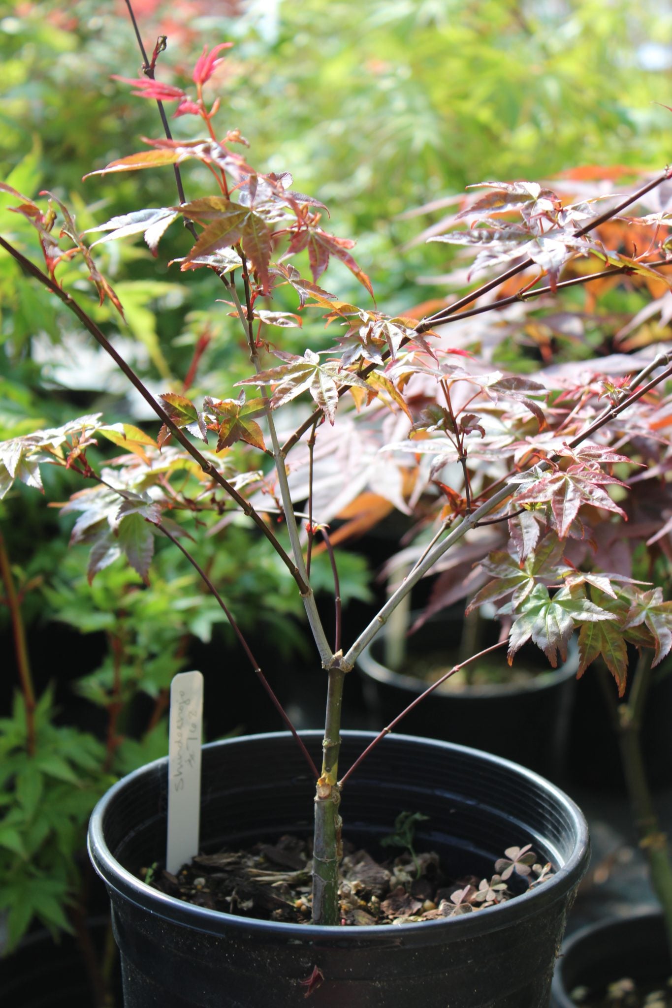 aldi bonsai tree Shindeshojo Pre-Bonsai 1-2 Yr. (#768) – Mendocino Maples Nursery