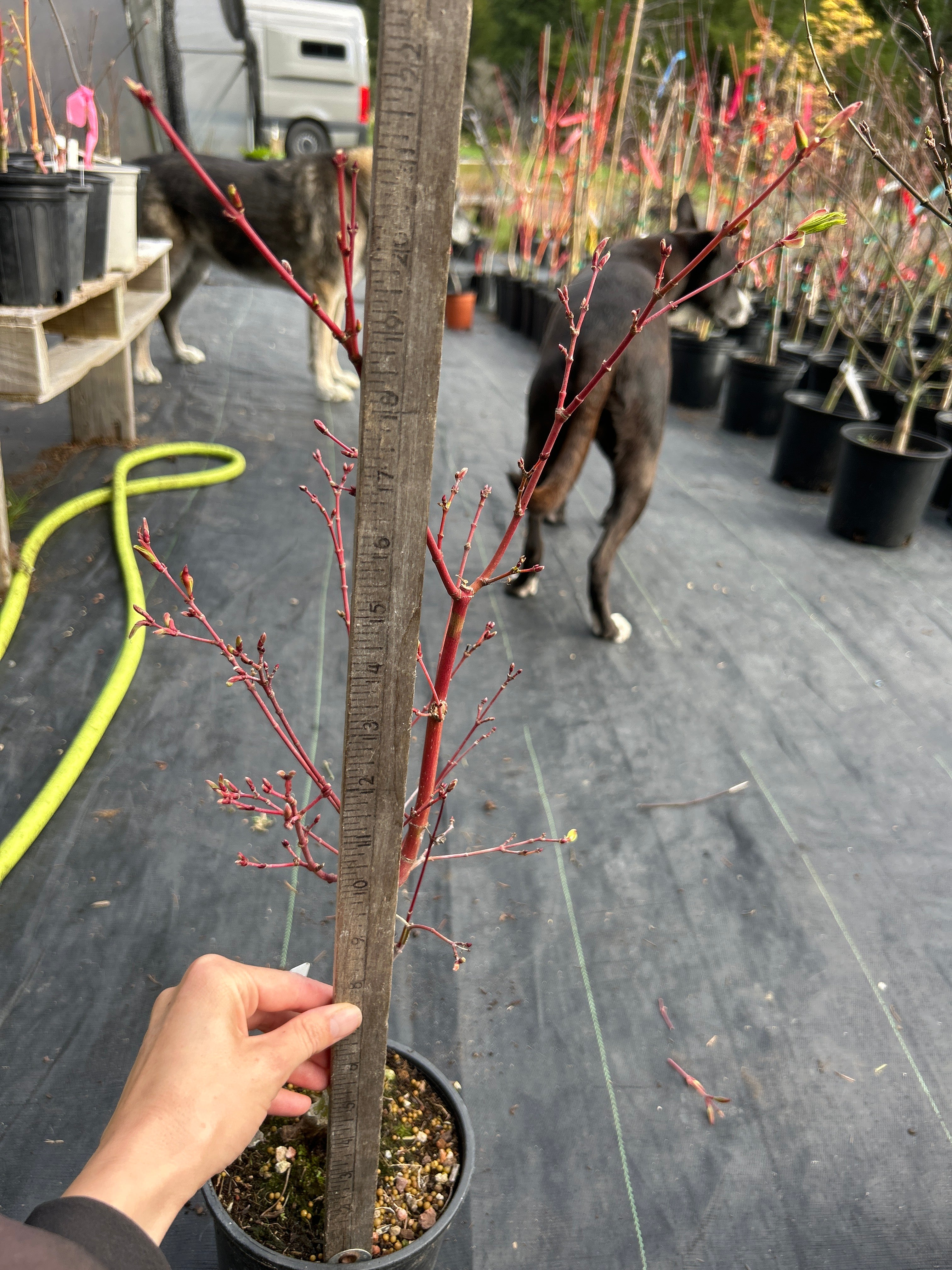 Sango Kaku (Coral Bark) 3-4 Yr Pre-Bonsai (#915)
