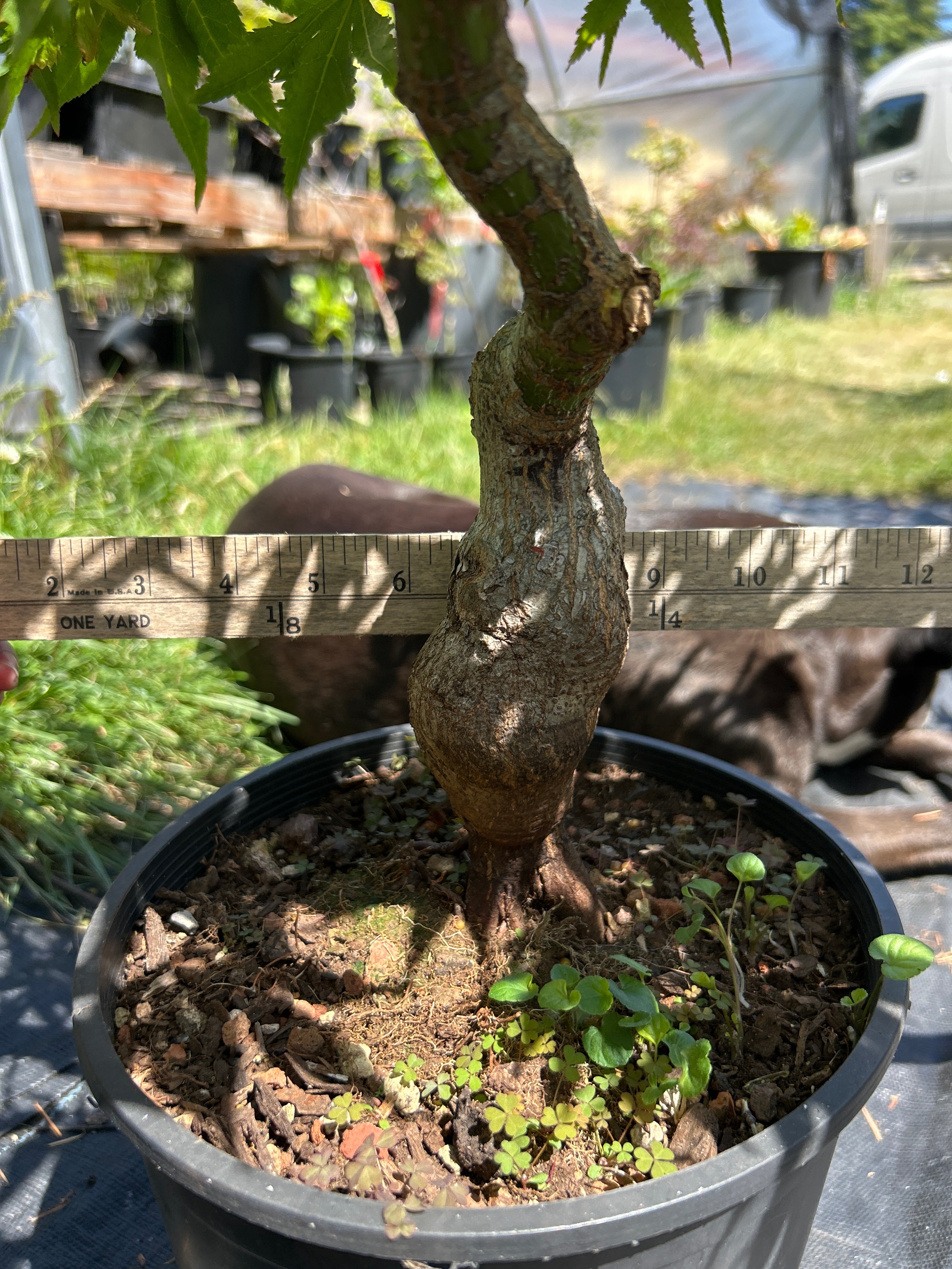 Nishiki Momiji Pre Bonsai 7 yr plant (#70)