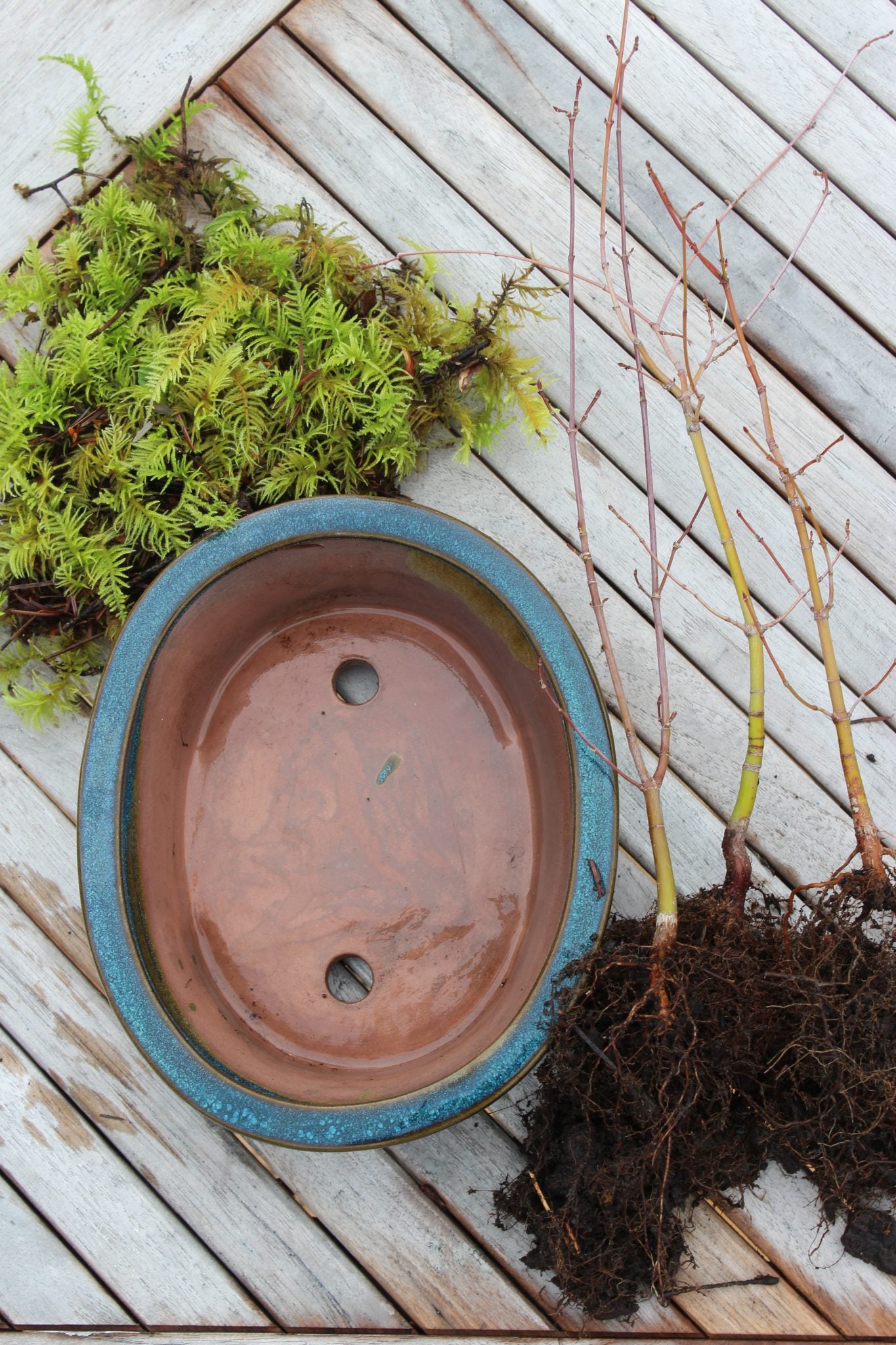 Bonsai Starter Kit