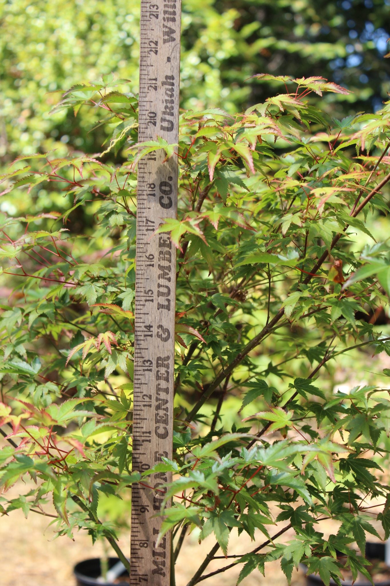 Murasaki Kiyhome Pre Bonsai 4 yr (#787)