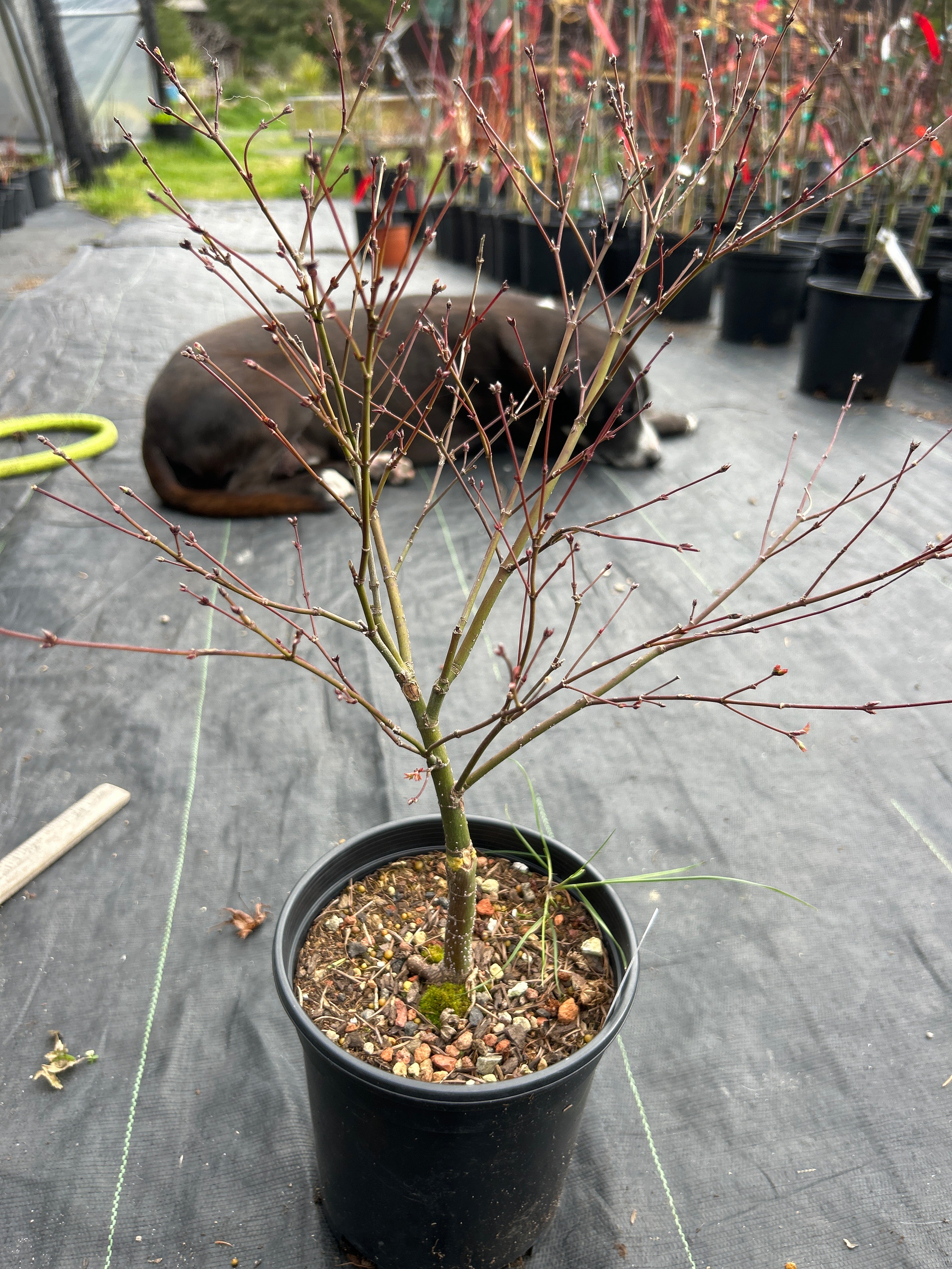 Murasaki Kiyhome Pre Bonsai 3 Year (#805)