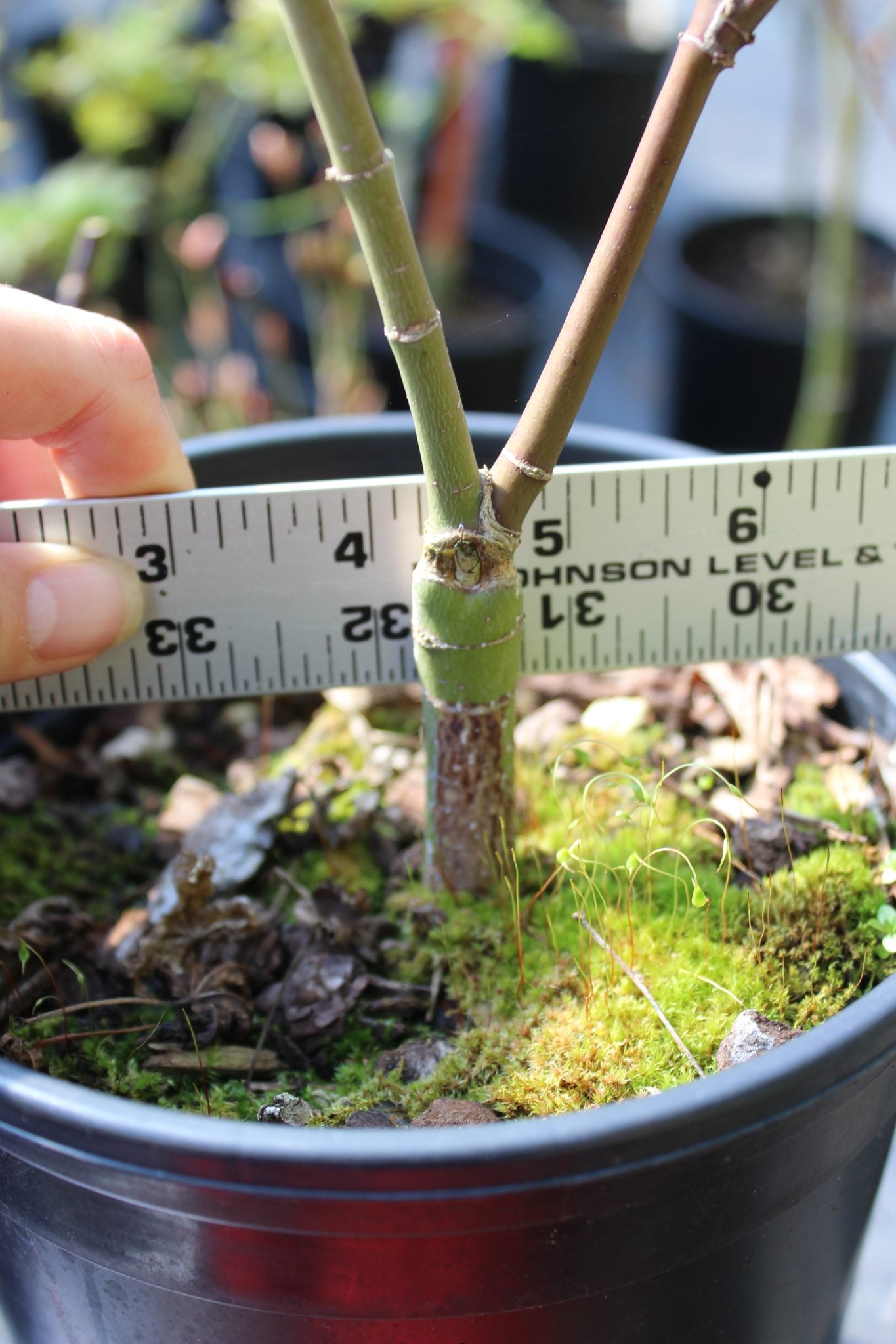 Shindeshojo Pre-Bonsai 2-3 Yr. (#820)