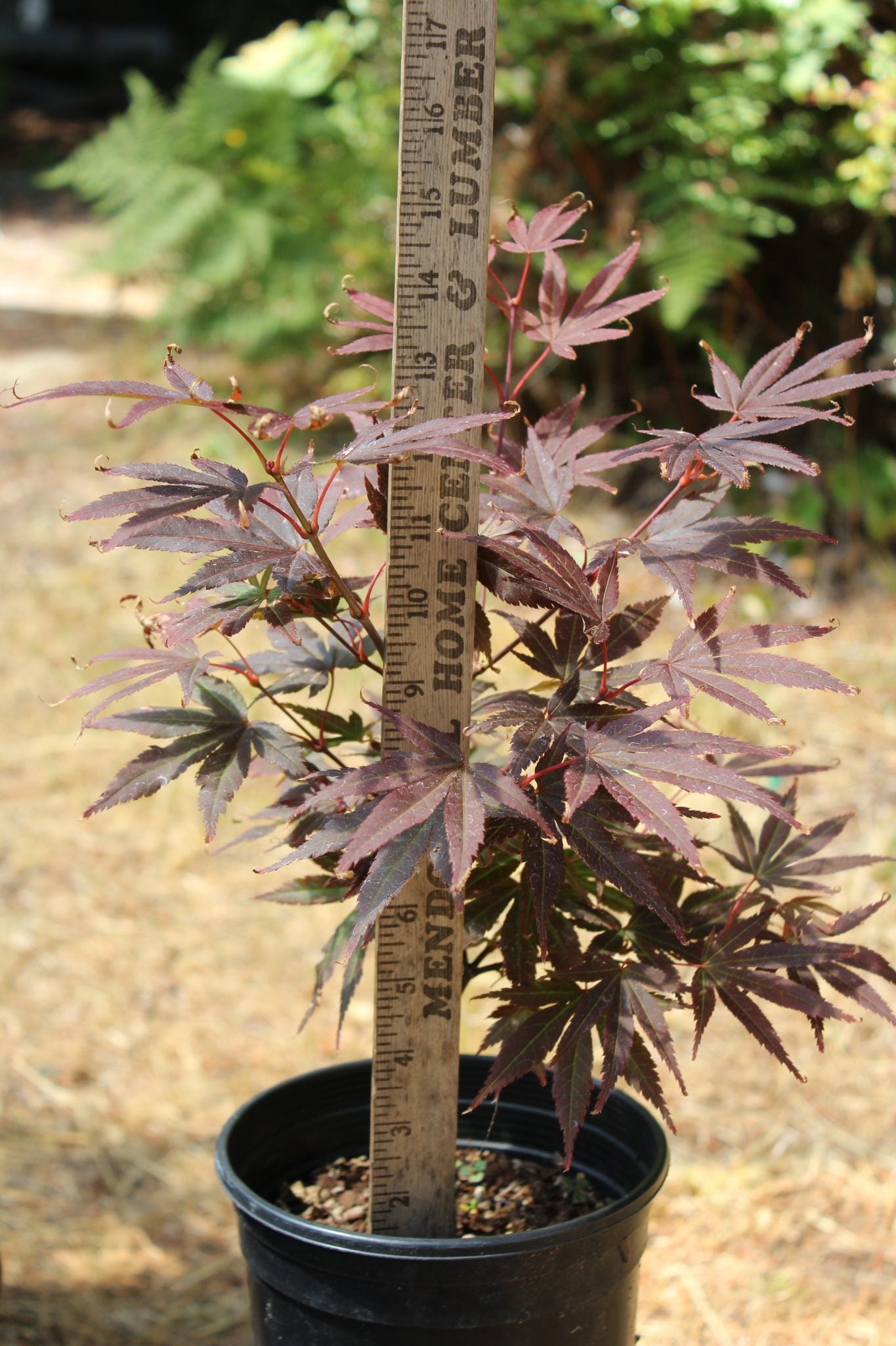 Pixie Pre Bonsai 1-2 yr (#792)