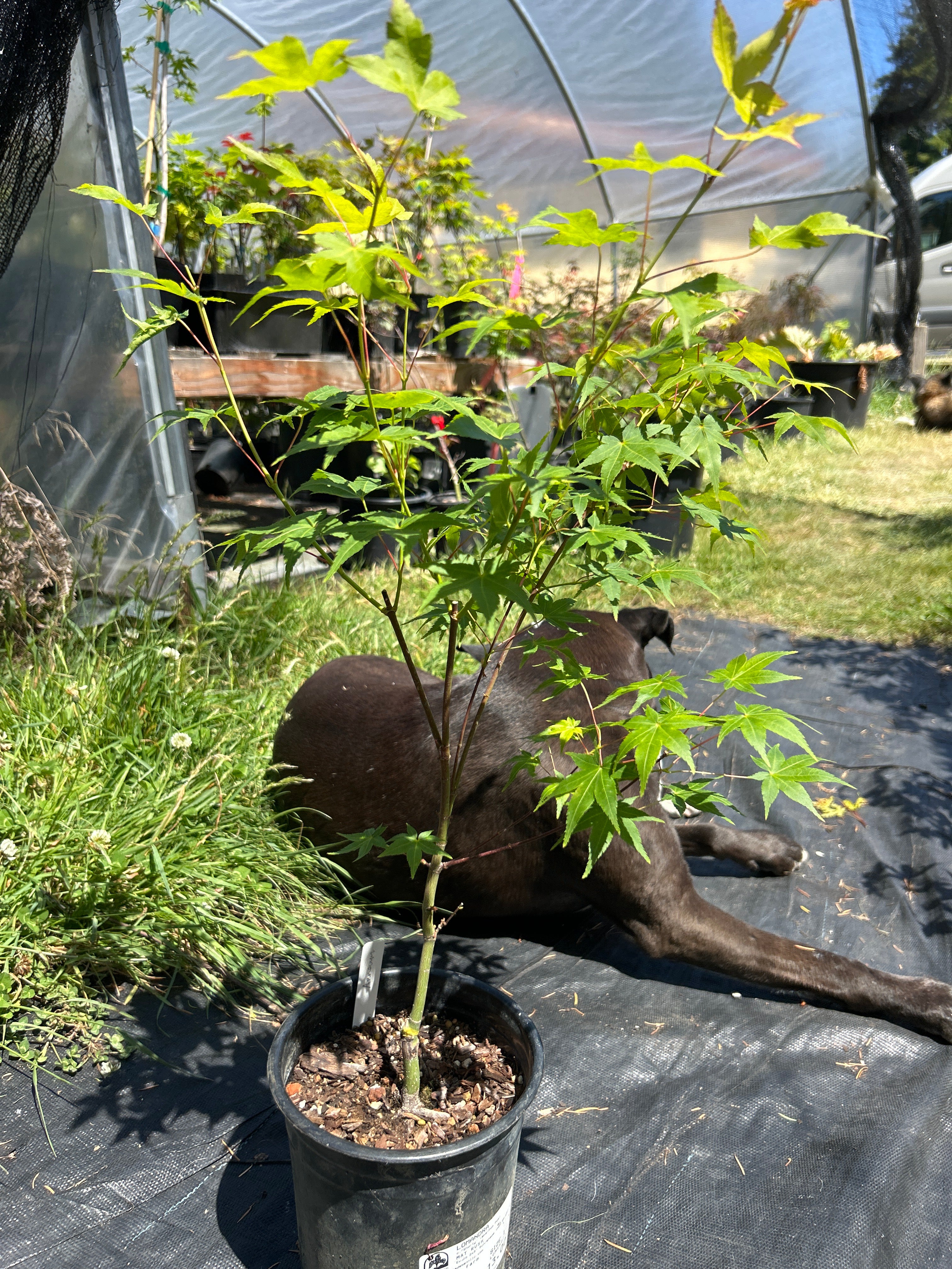 Ap Aureum Pre-Bonsai 1-2 yr (#67)
