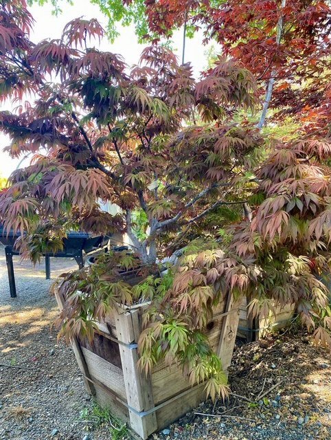 Oregon Sunset Maple
