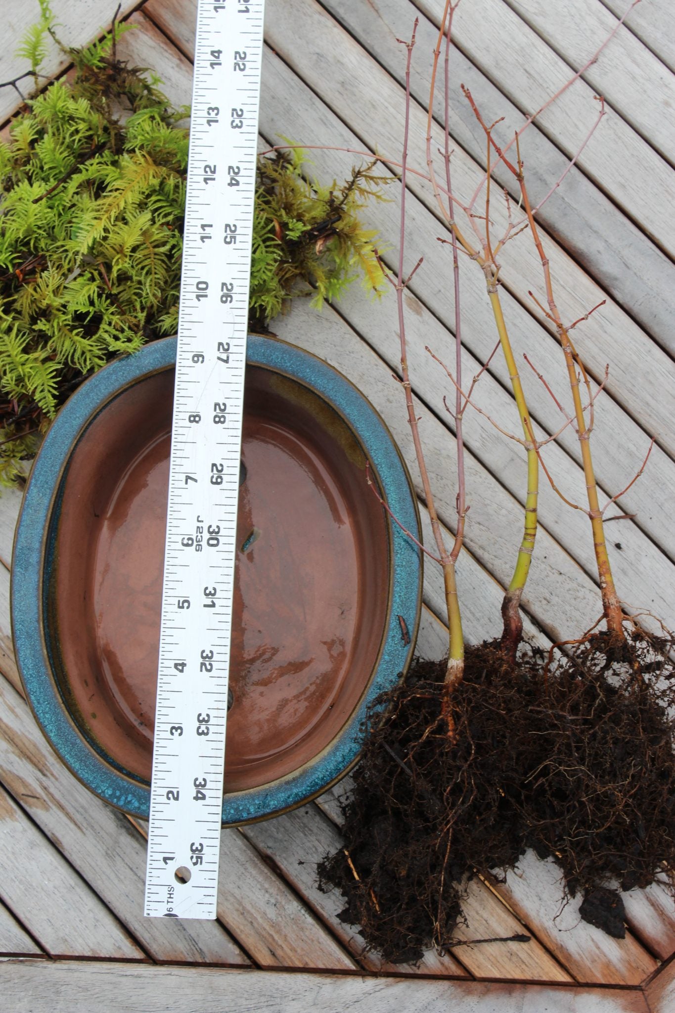 Bonsai Starter Kit