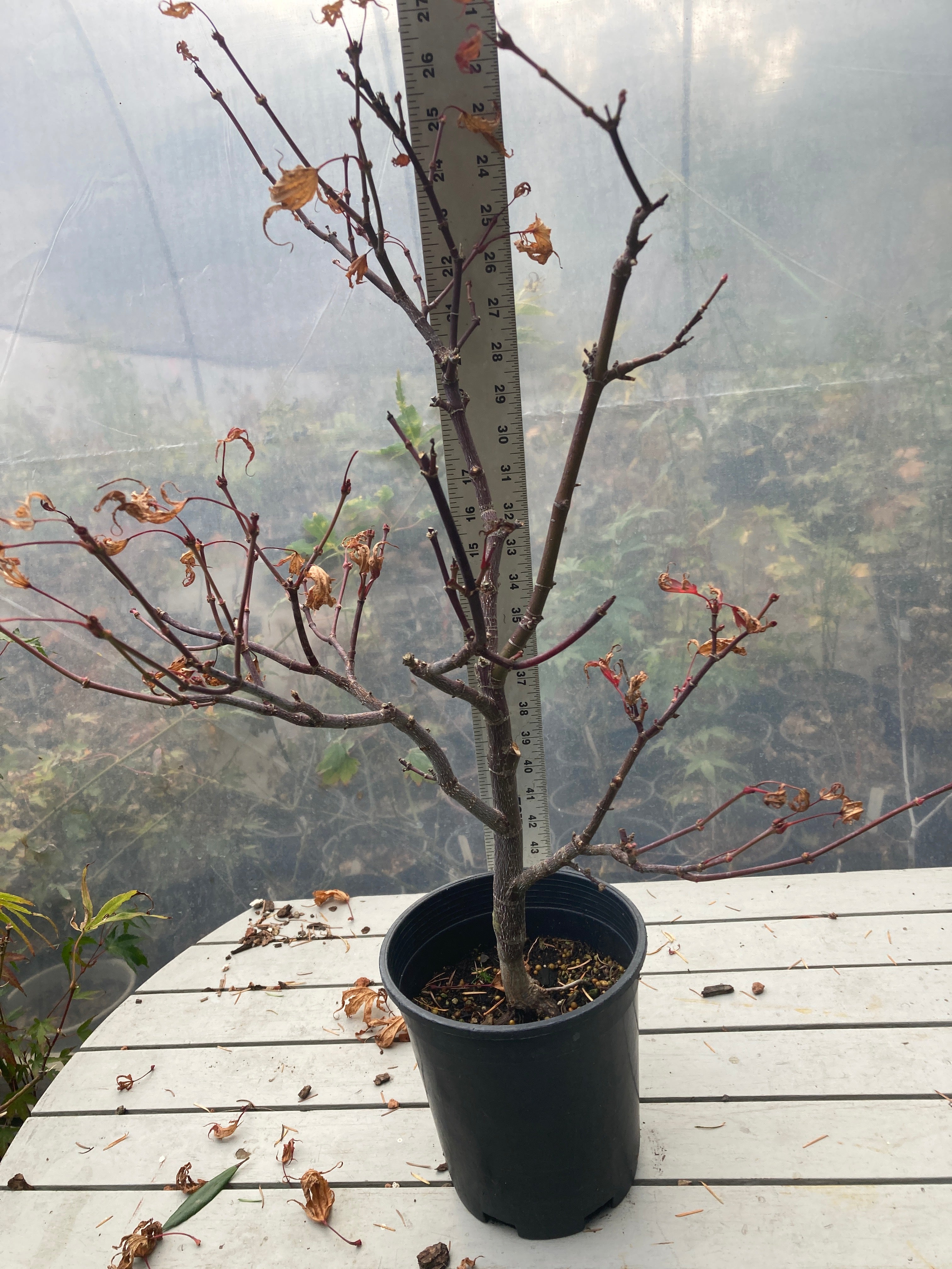 Shaina 1 gallon Pre Bonsai 3-4 yr plant (#185)
