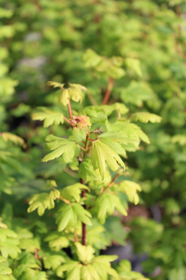 Acer circinatum Little Gem