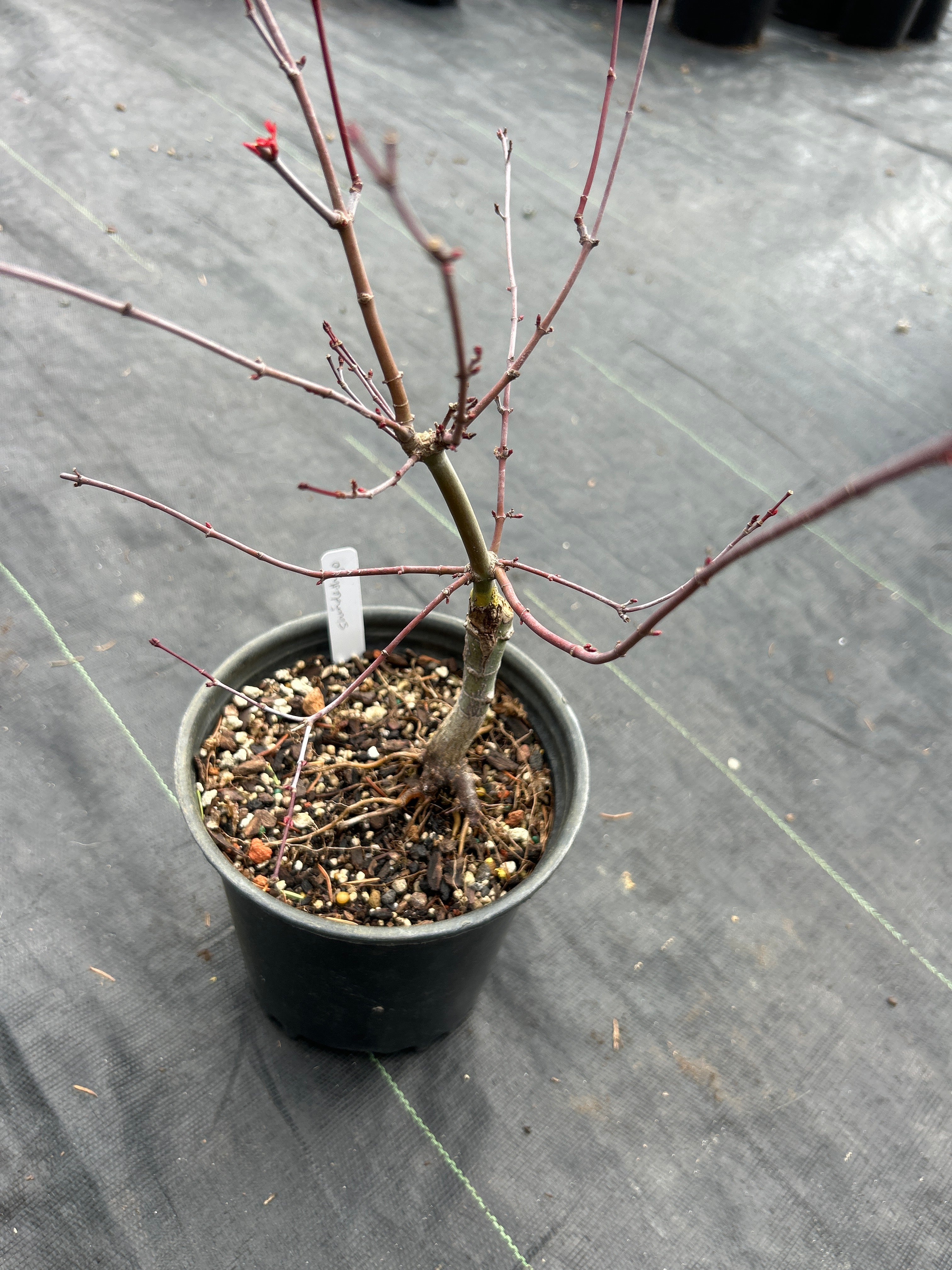 Shindeshojo Pre-Bonsai 2-3 Yr. (#820)