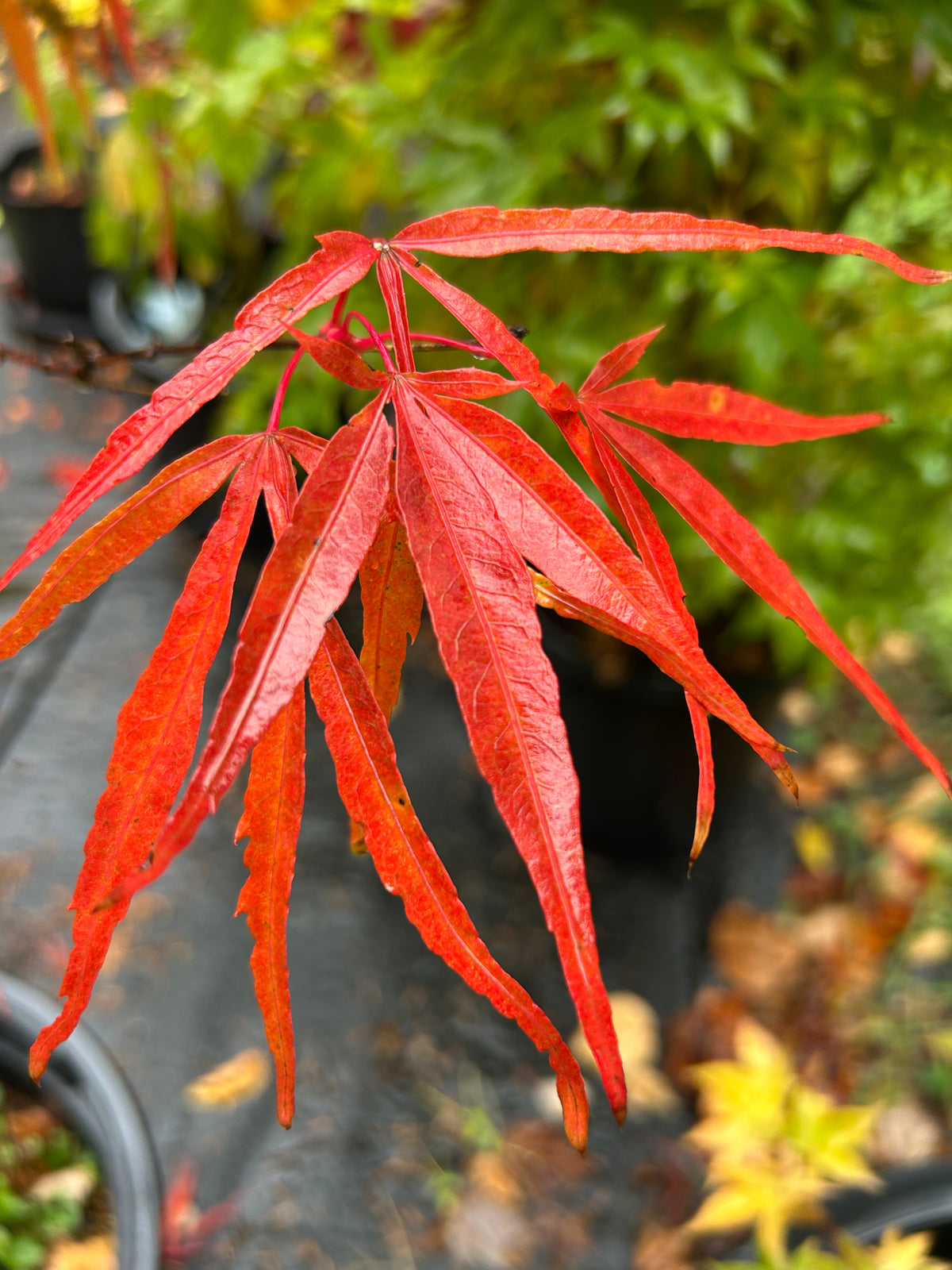 Scolopendrifolium