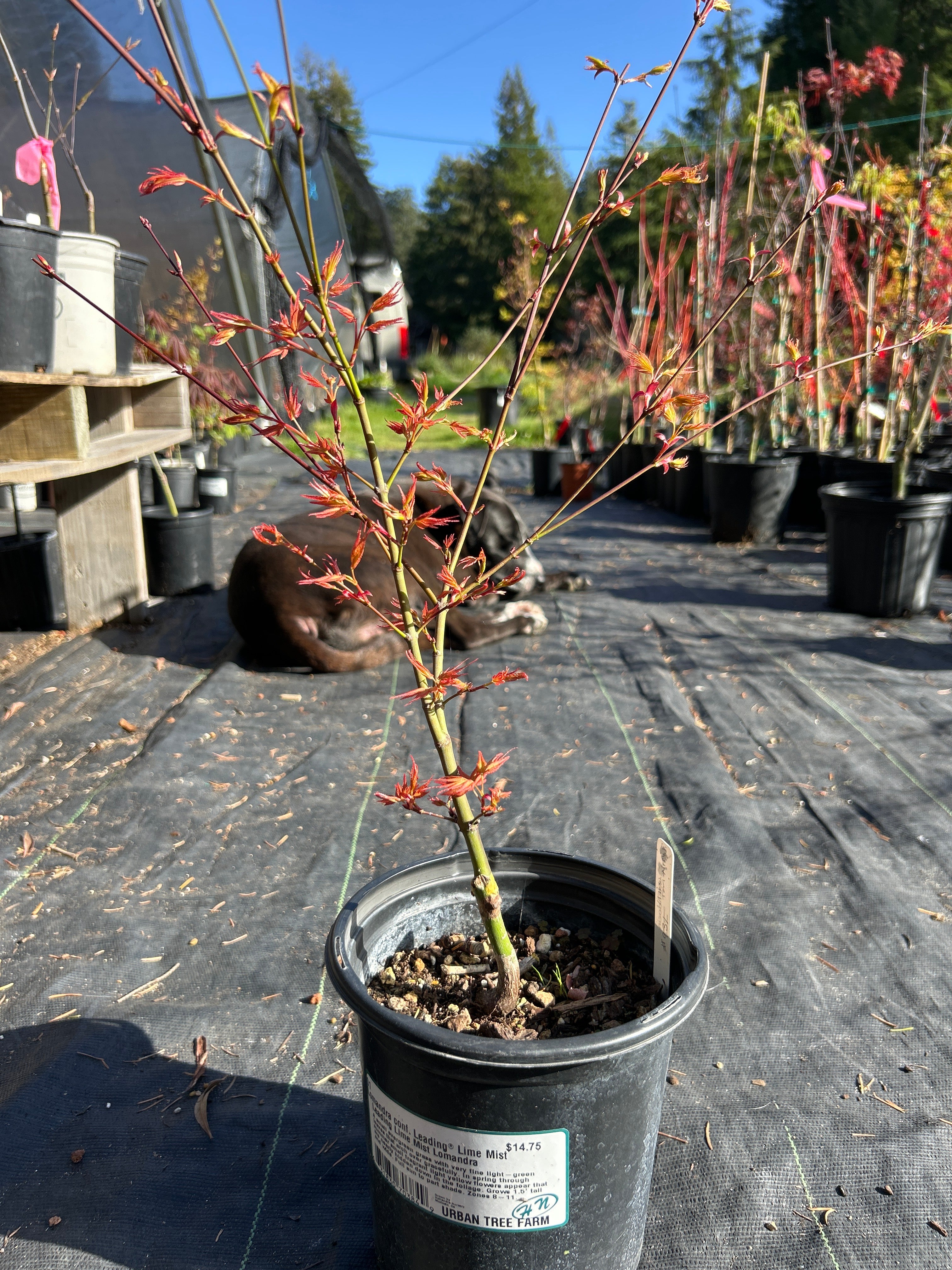Hino Tori Nishiki pre bonsai 1-2 year (#931)
