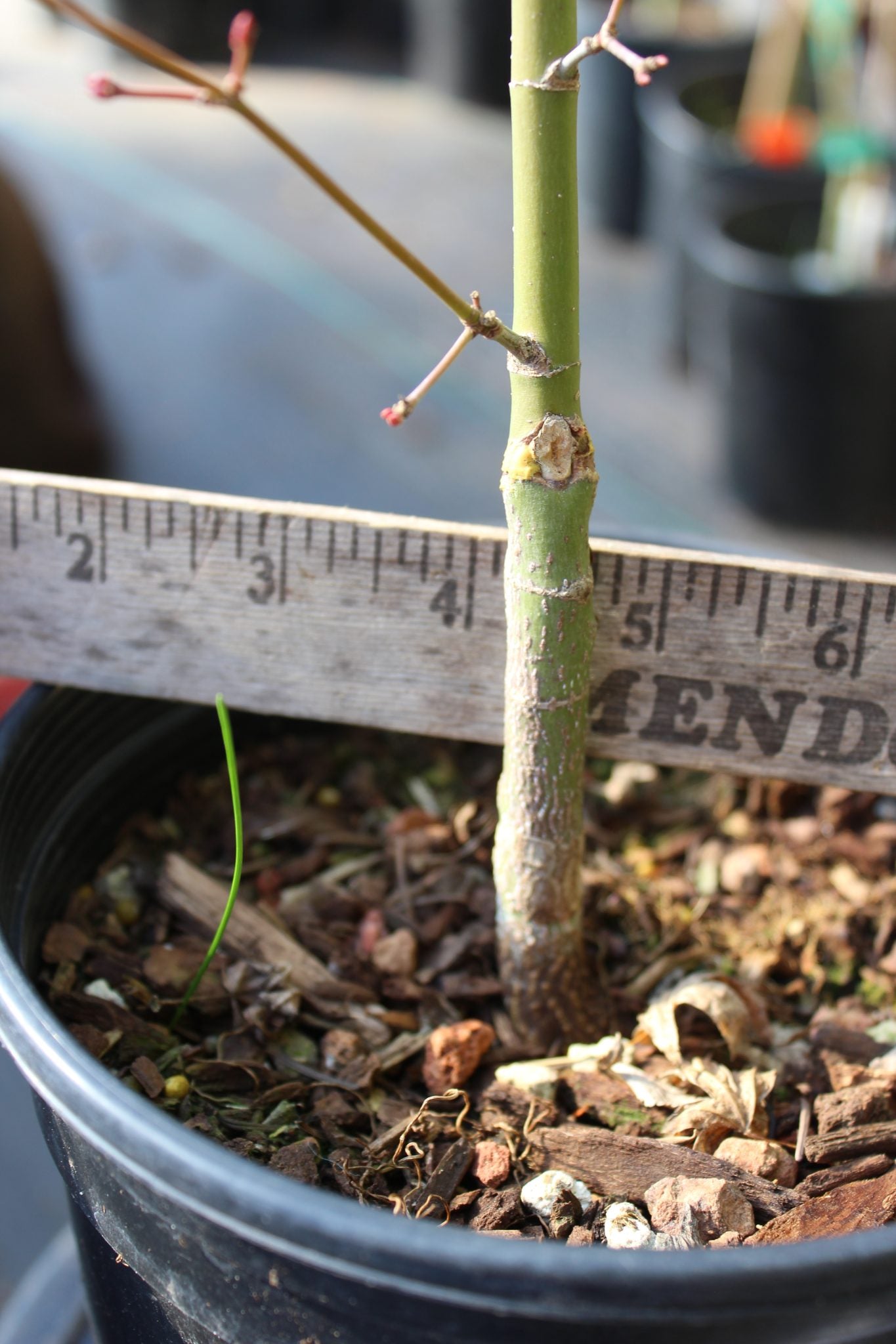 Katsura Hime 2 Yr. Pre Bonsai (#809)