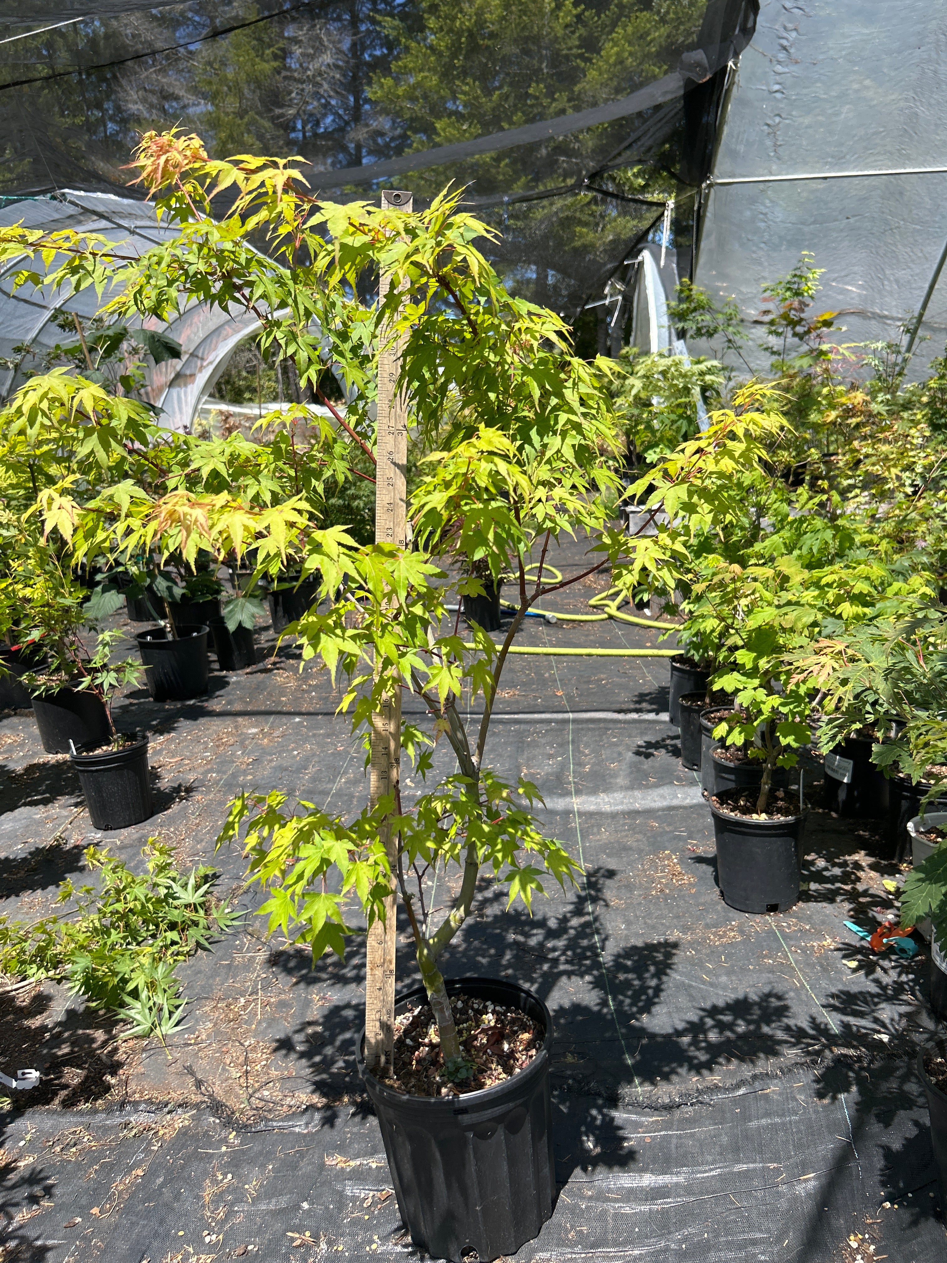 Sekka Yatsubusa 5 Yr Pre Bonsai (#65)