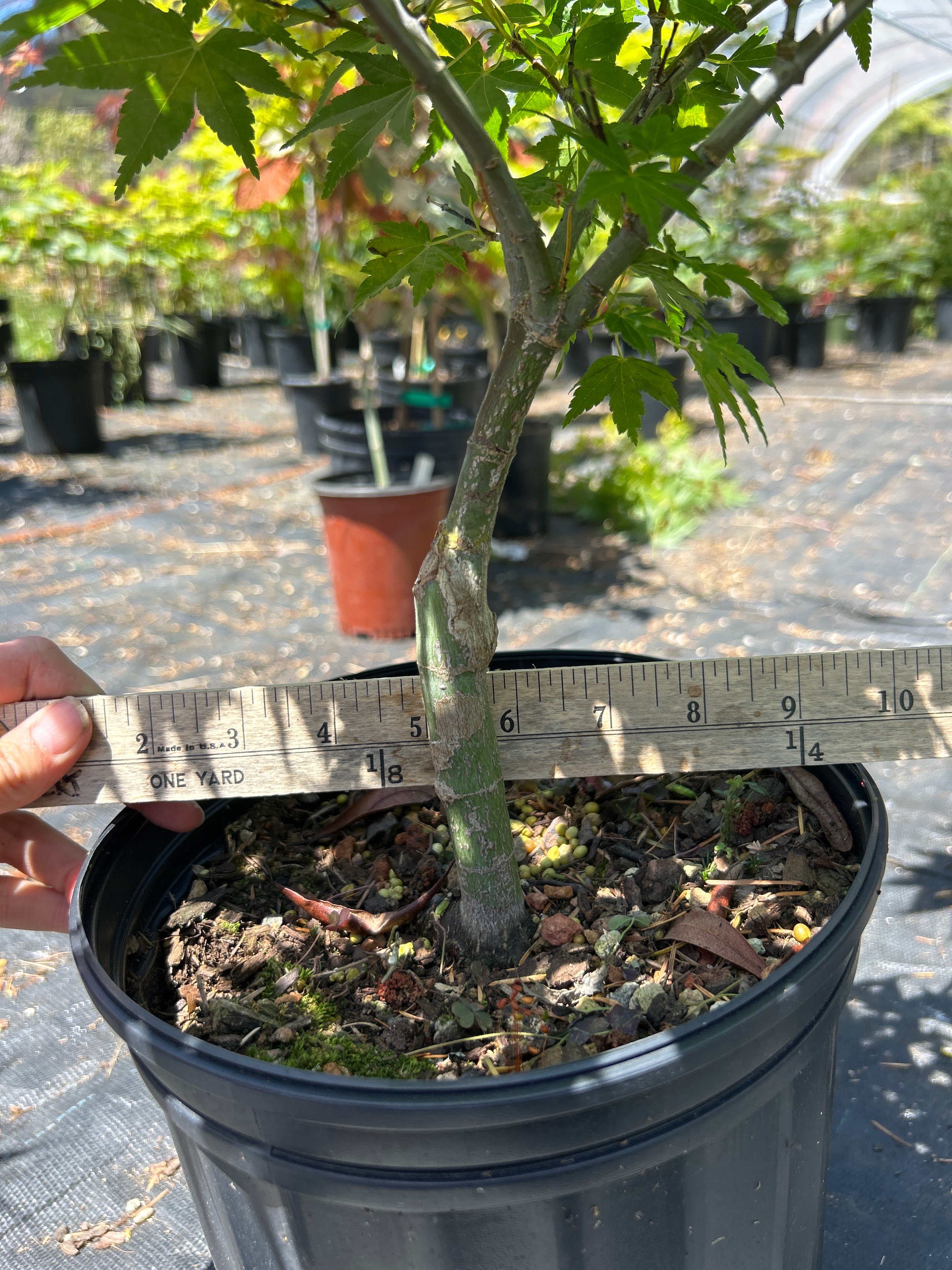 Mikawa Yatsubusa 3-4 Yr Pre Bonsai (#64)