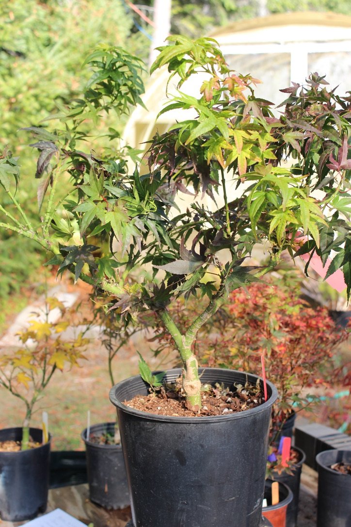 Mikawa Yatsubusa 4-5 Yr Pre Bonsai (#621)