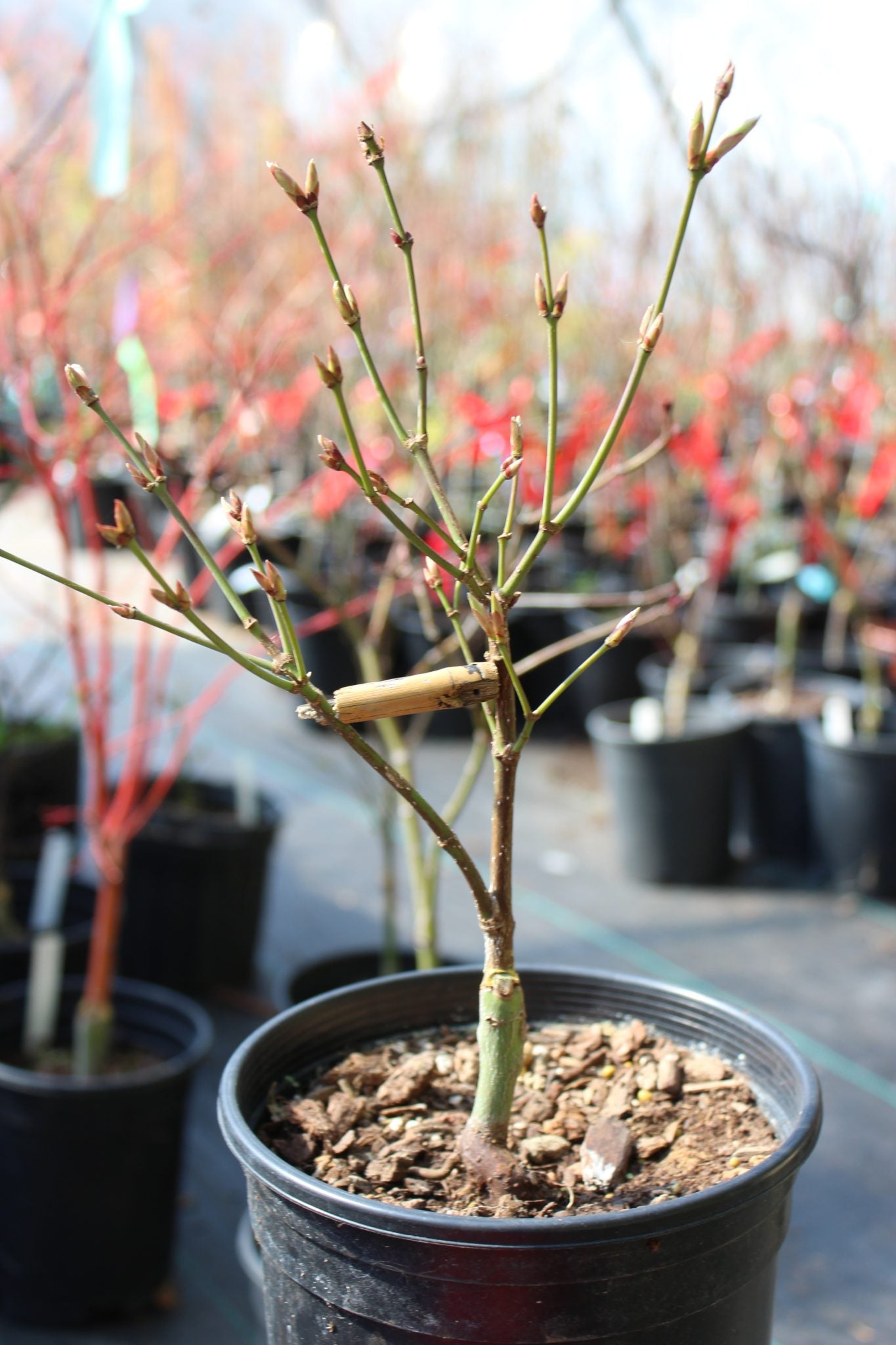 Autumn Moon 2 Yr Pre Bonsai (#814)