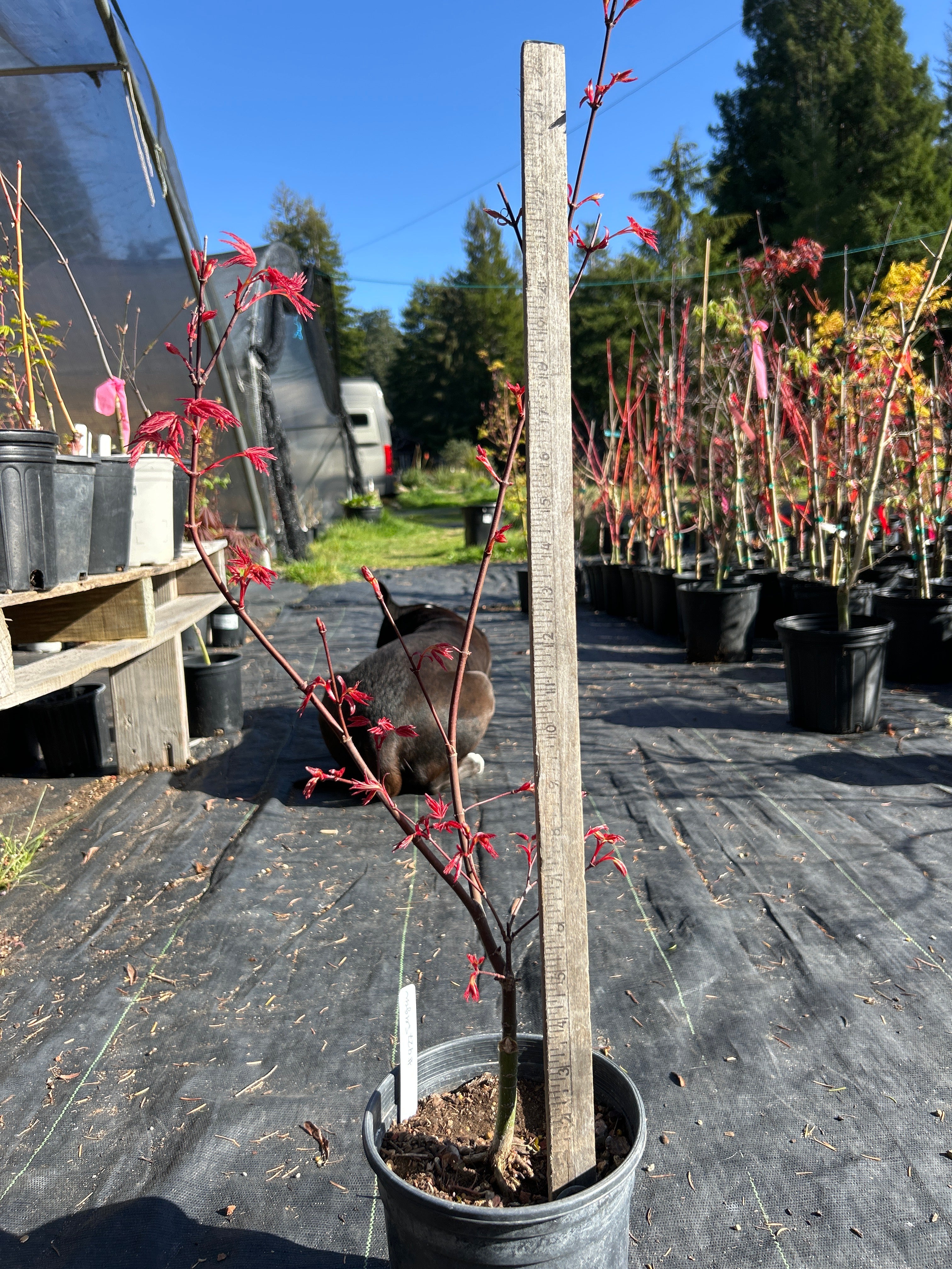 Seigen Pre-Bonsai 1-2 Year (#927)