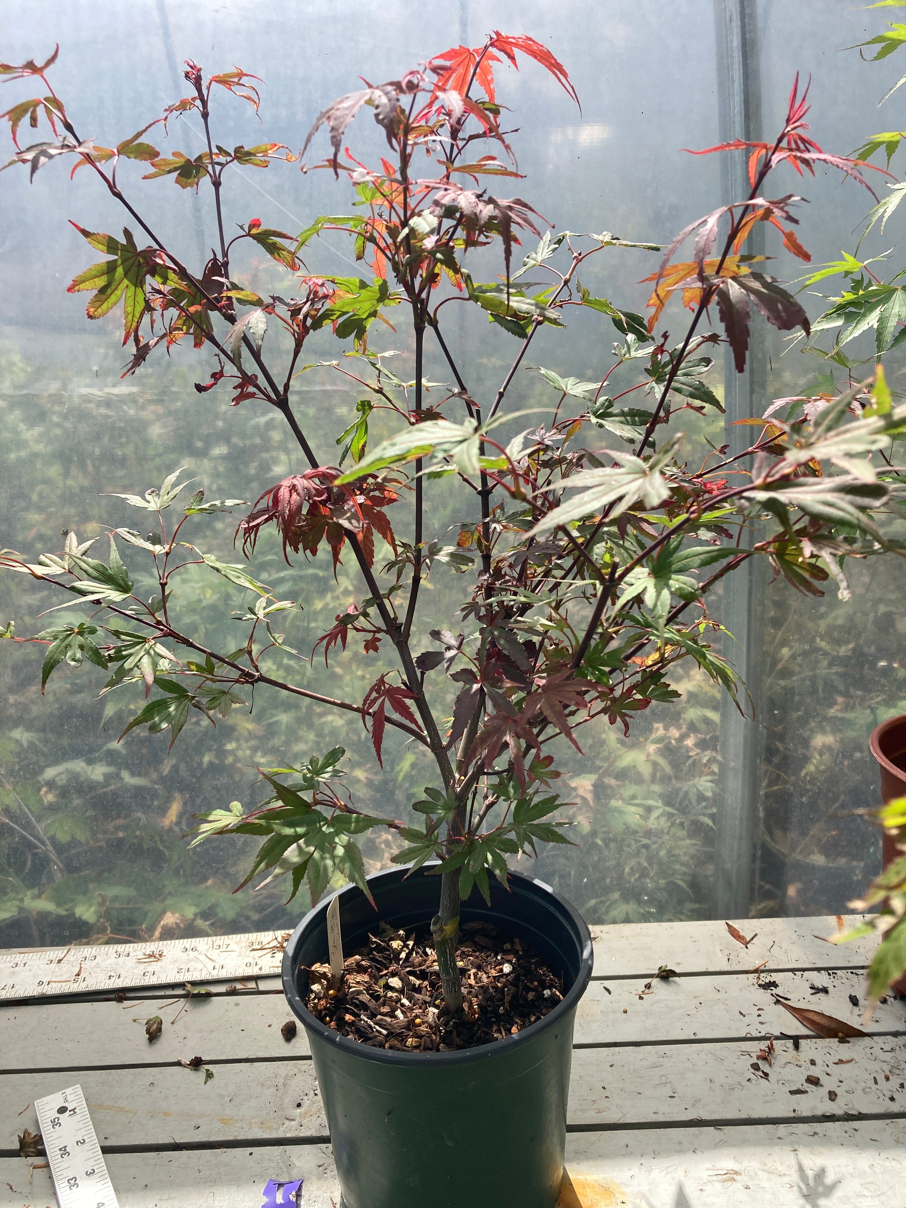 Brandt's Dwarf Pre Bonsai 3 yr (#007)