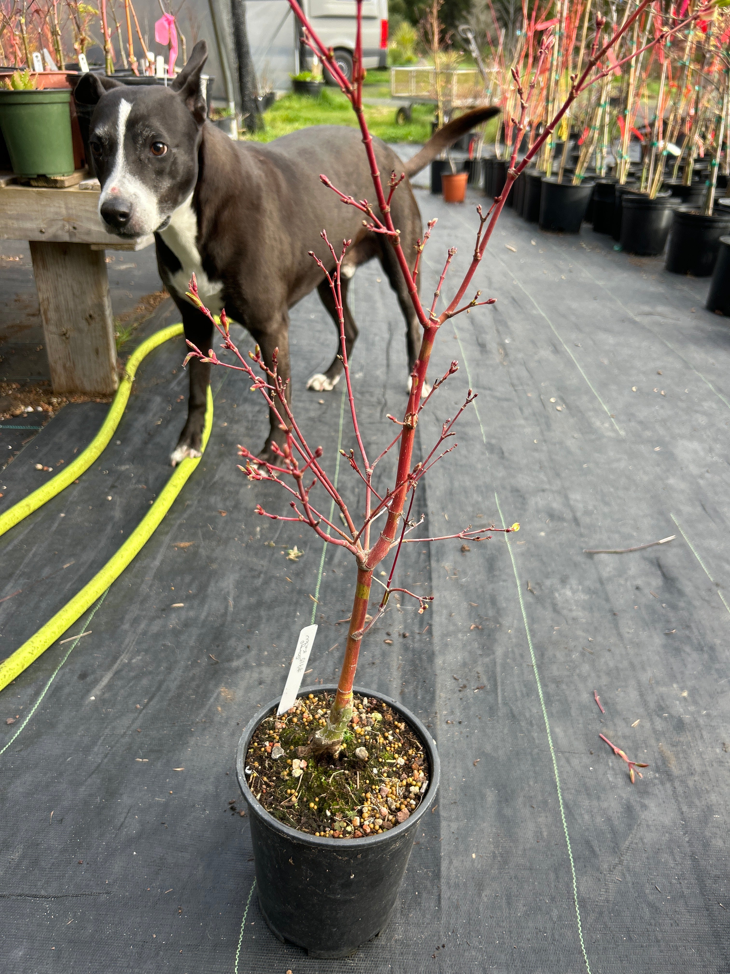 sangokaku bonsai Sango Kaku (Coral Bark) 3-4 Yr Pre-Bonsai (#915)