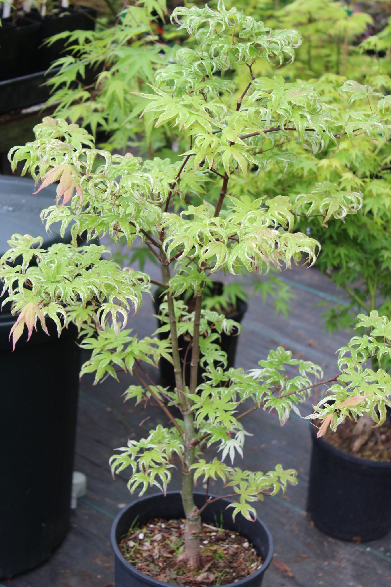 Ukigumo Pre-Bonsai 6 Yr Pre Bonsai (#772)