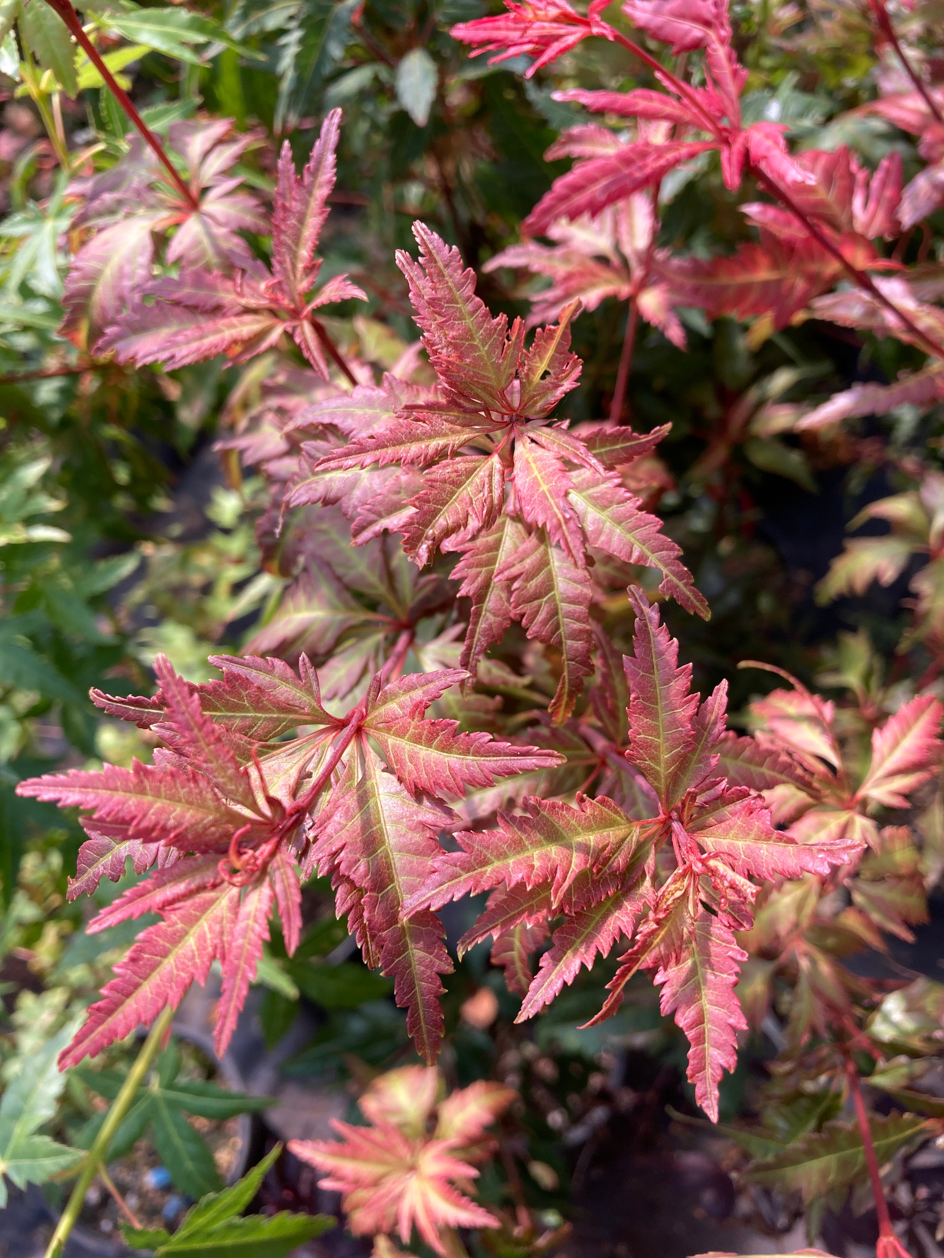 Beni hagoromo