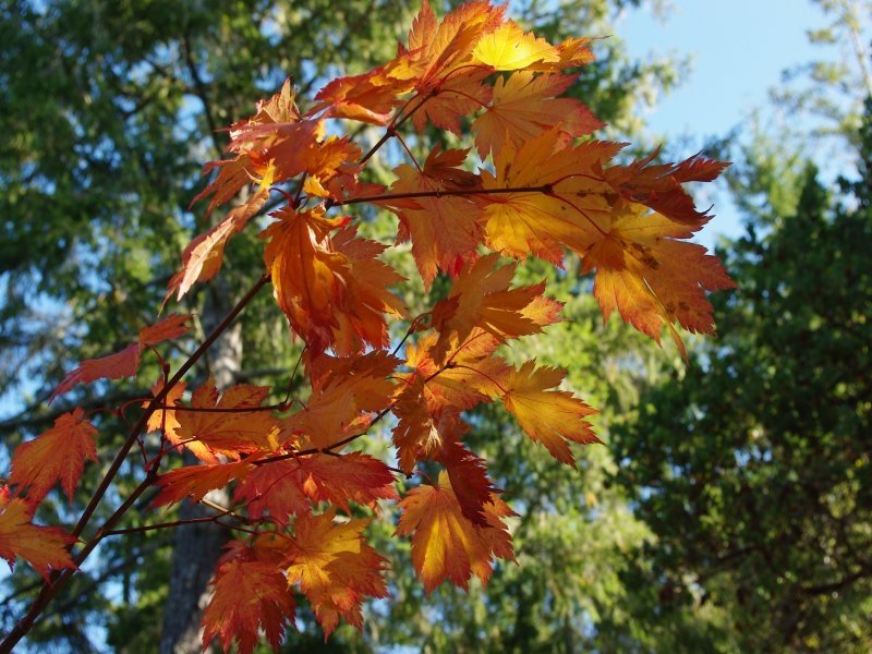 A. japonicum O isami - color 3