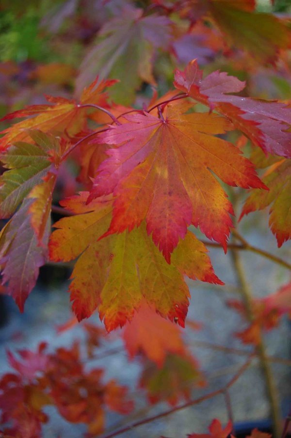 A. japonicum O isami - color 2