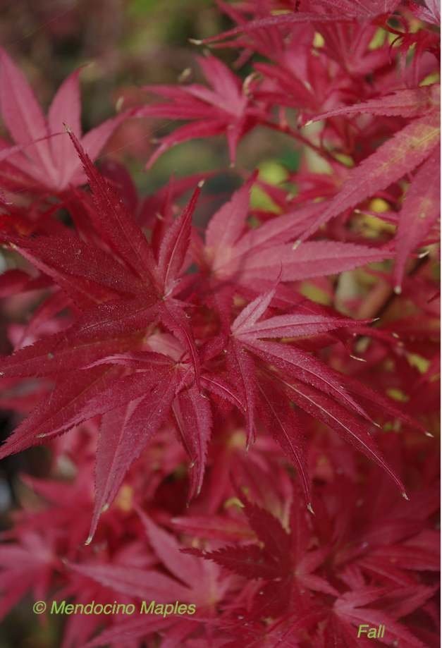 Acer palmatum- pixie