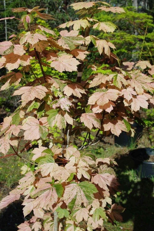 Acer pseudoplatanus Esk Sunset -2