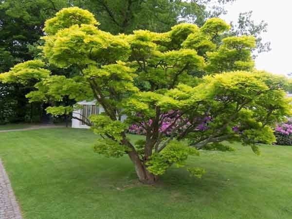 Full Moon Maple - 3