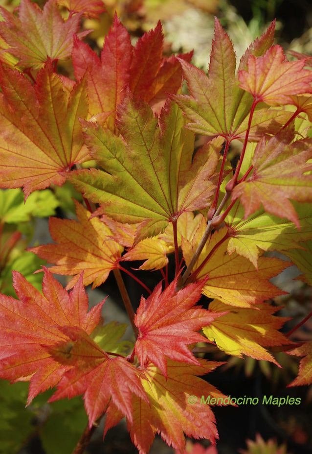 Full Moon Maple - 4