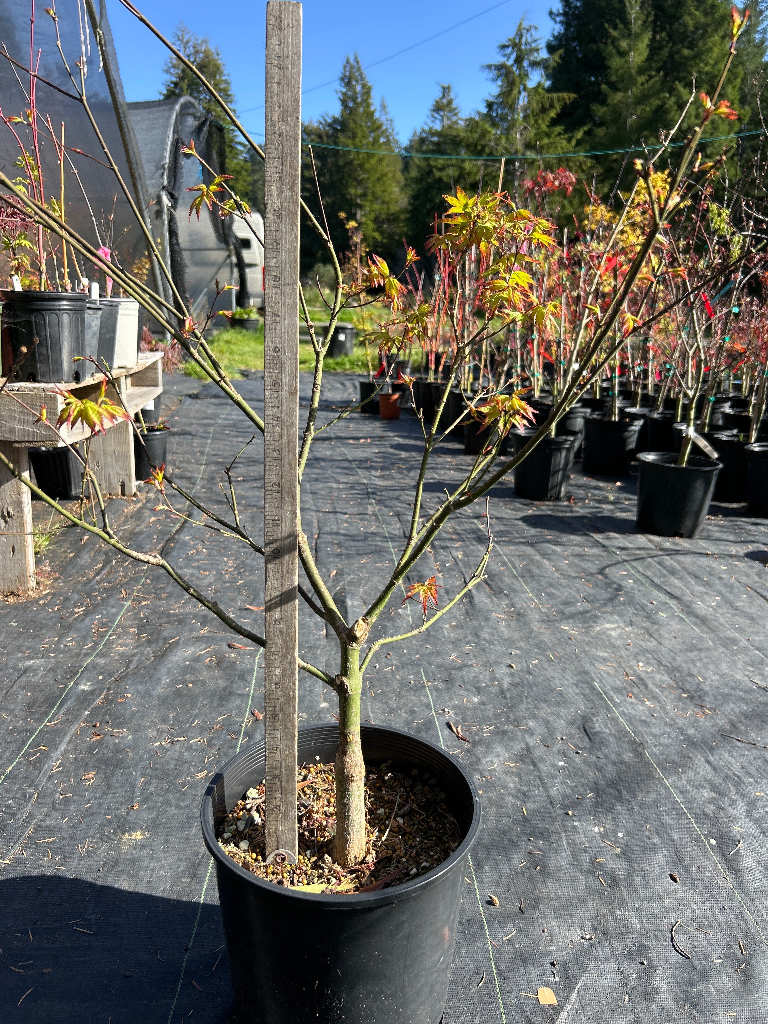 Murasaki Kiyhome Pre Bonsai 4-5 yr (#929)