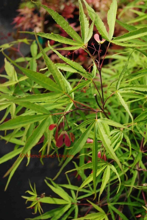 Scolopendrifolium