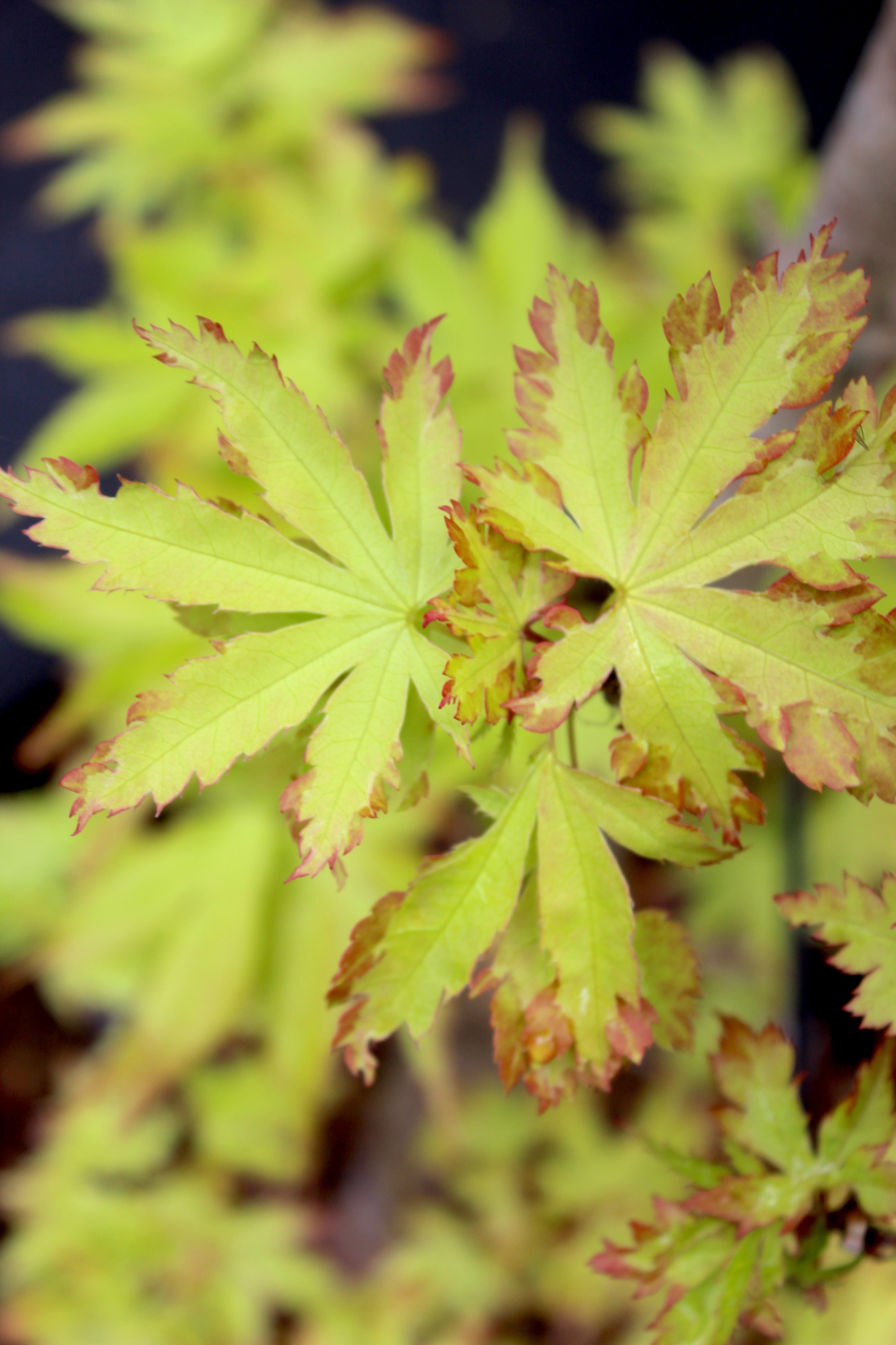 Mendocino Sunrise – Mendocino Maples Nursery