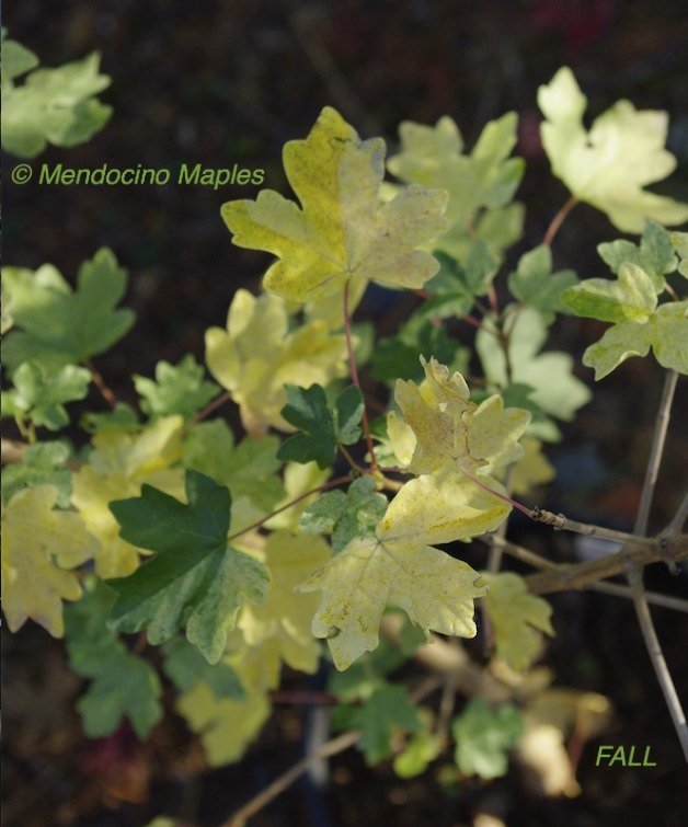 Acer campestre Pulverulantum -