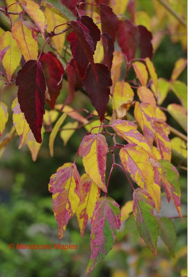 Acer crataegifolium Veitchii - 2