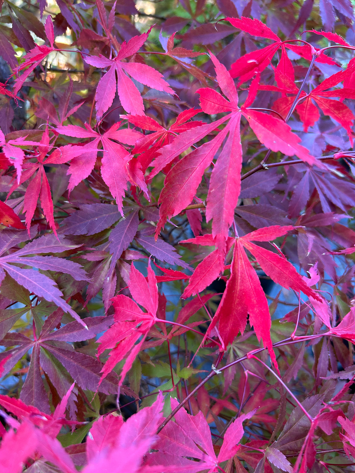 Mendocino Momiji